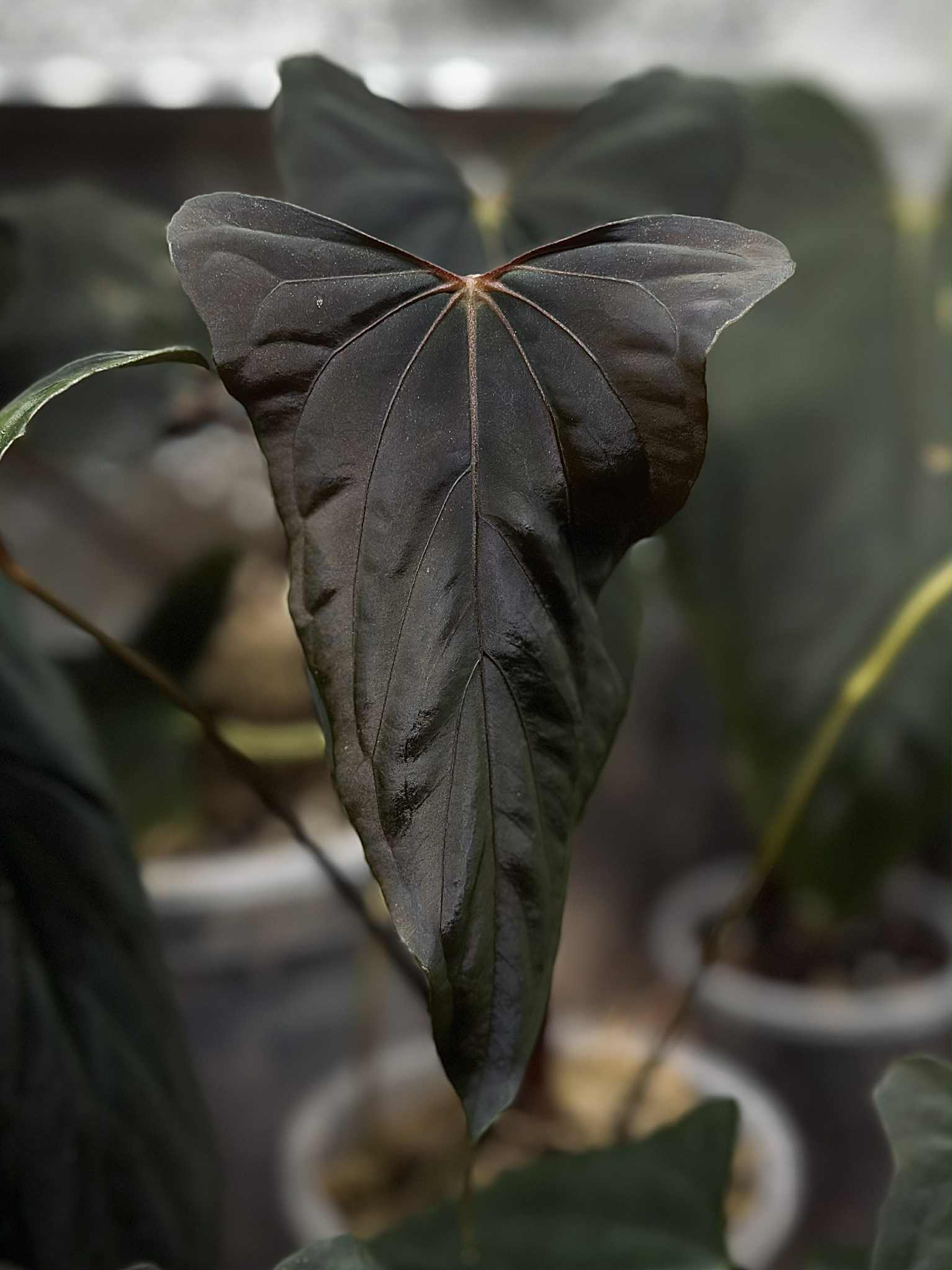 NFS: Anthurium RLxFS x (Ralph Lynam S1)