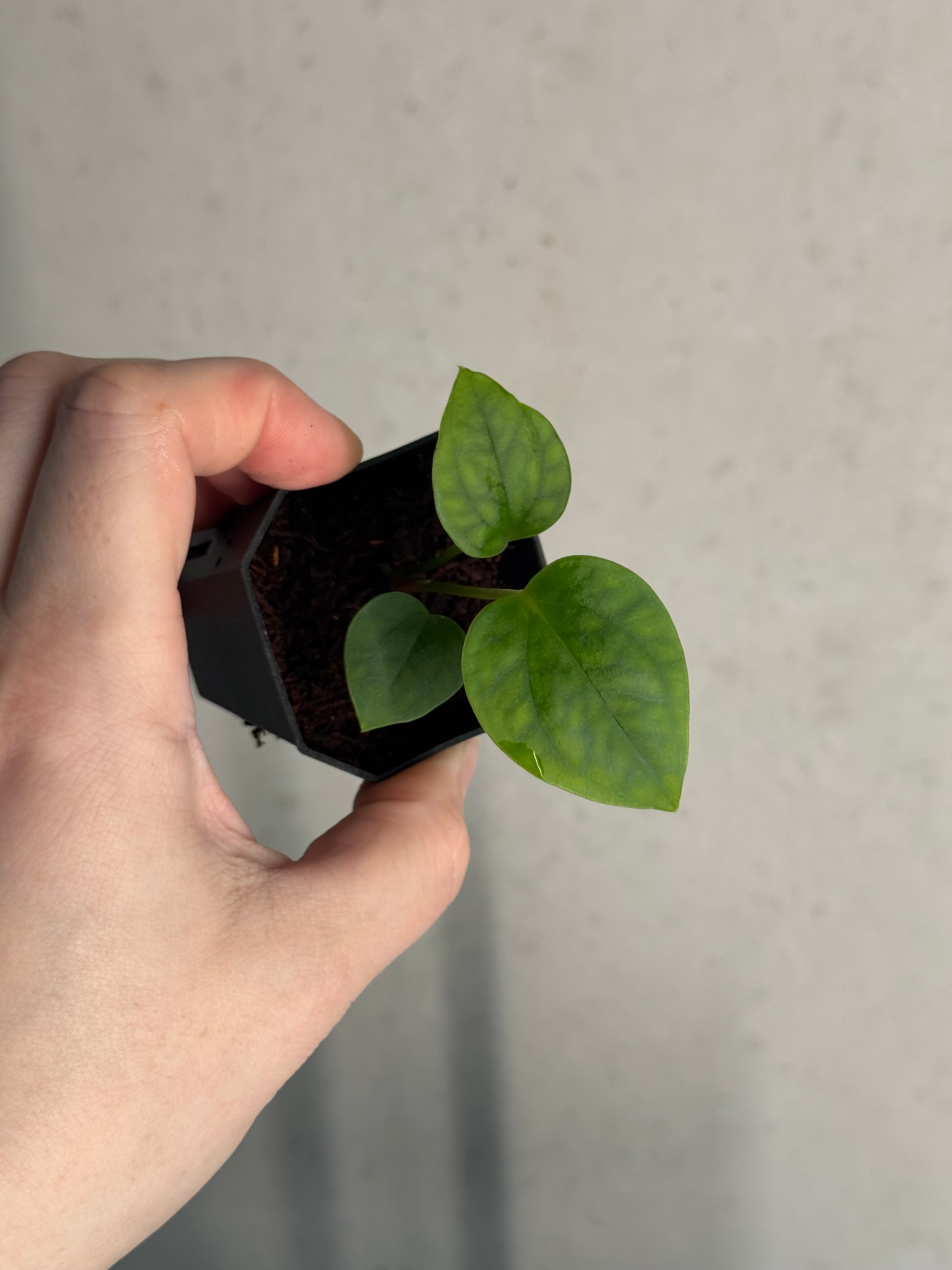 Anthurium Mr. Worldwide x sp. Nov DF