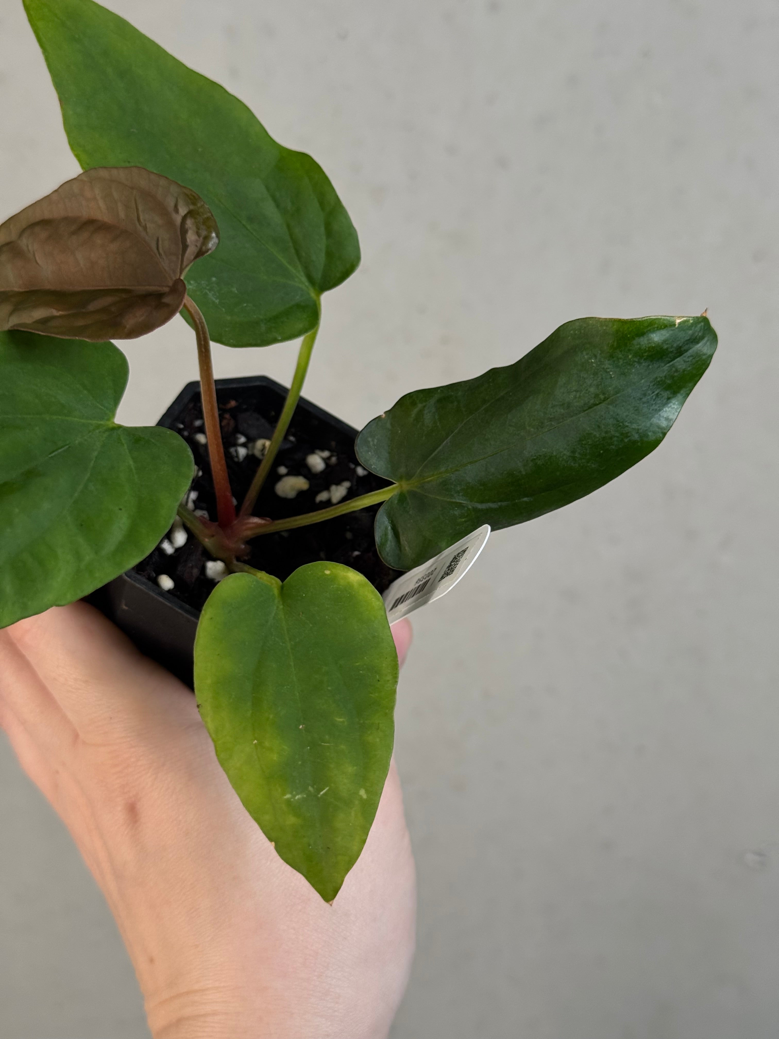 Anthurium Dressleri NSE 'Obsidian' x RG