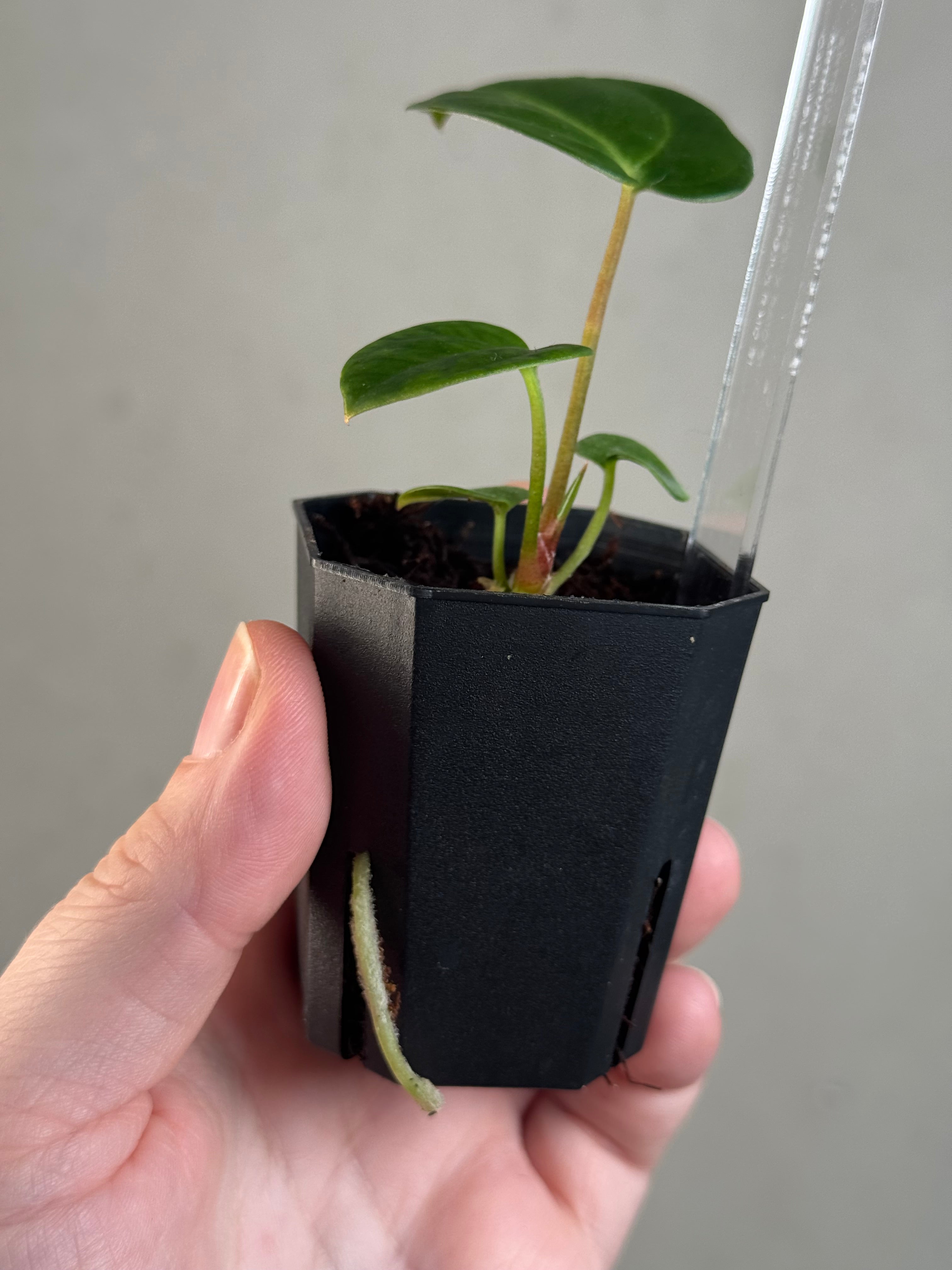 Anthurium Carlablackiae 'JPG.1' x RA10 S1