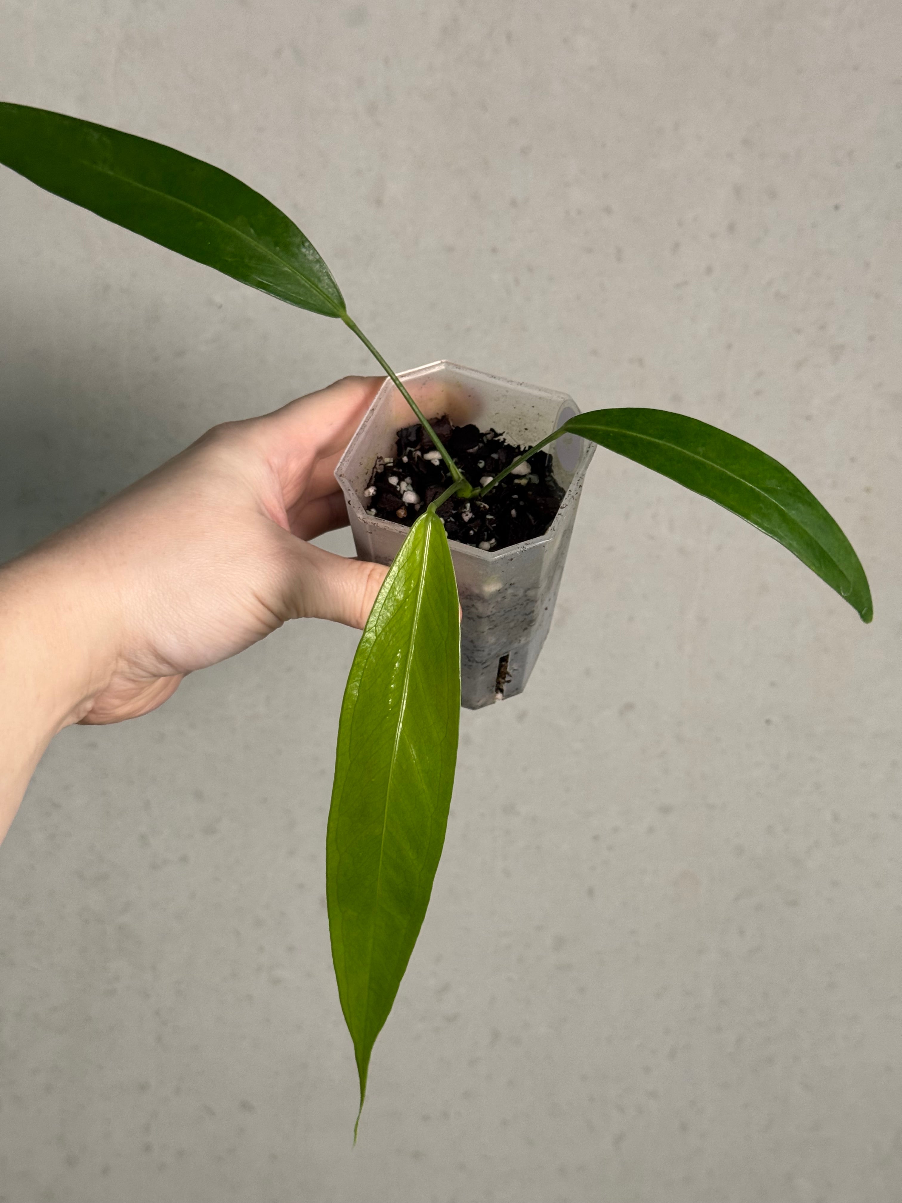 Anthurium Eminens S1 - SMUKHI