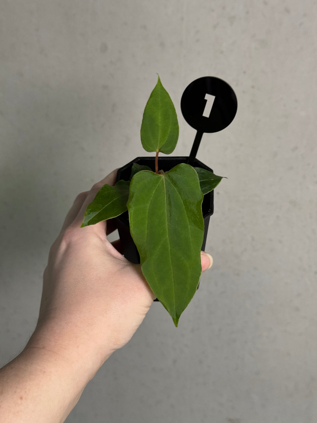 Anthurium Ralph Lynam plant by SMUKHI, showing glossy green leaves and vibrant red flowers on a healthy potted plant.