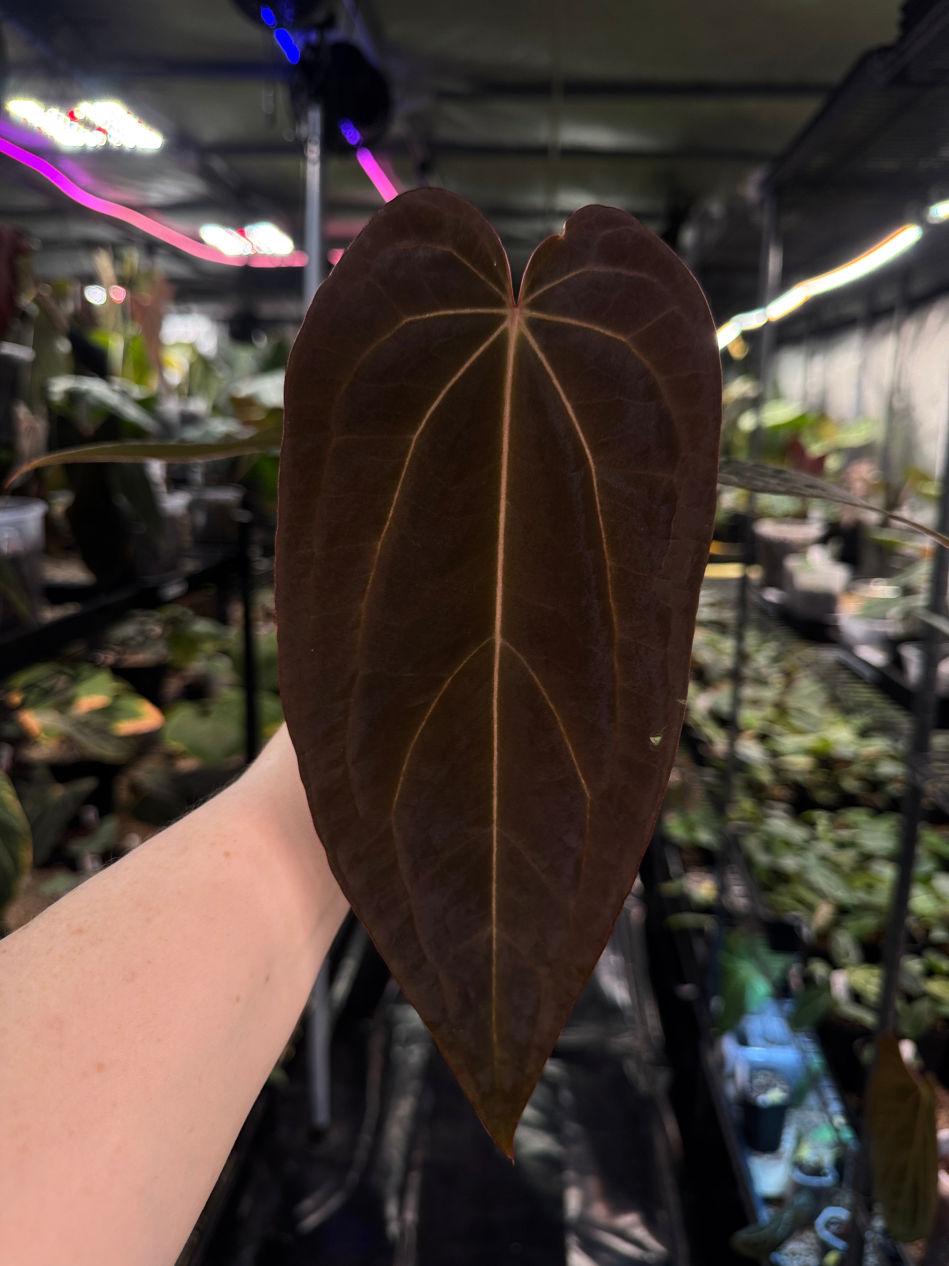 Anthurium Dark & Handsome '9' x Red Velvet Cake '24' - Clone