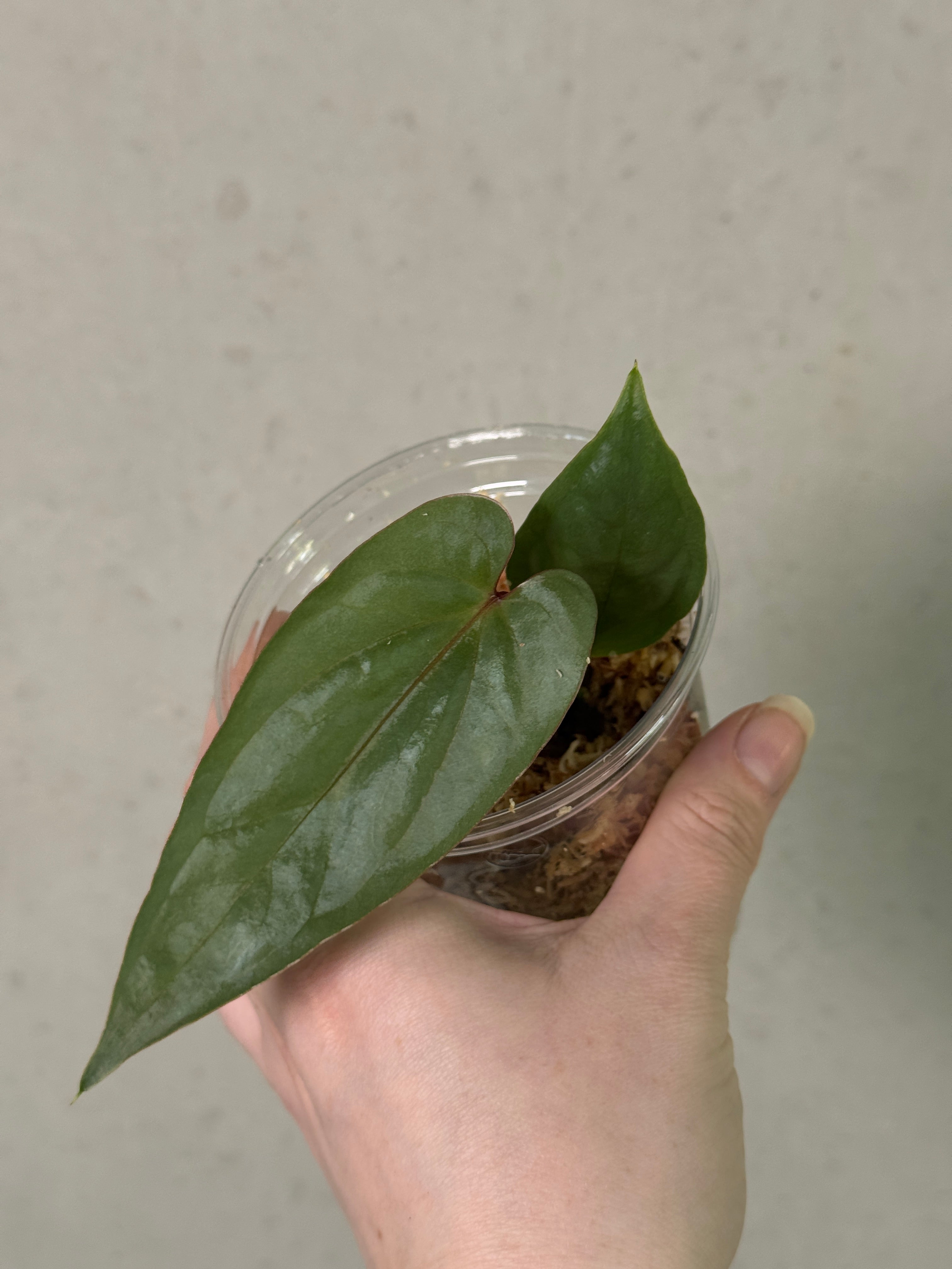 Anthurium Nigrolaminum - Clone