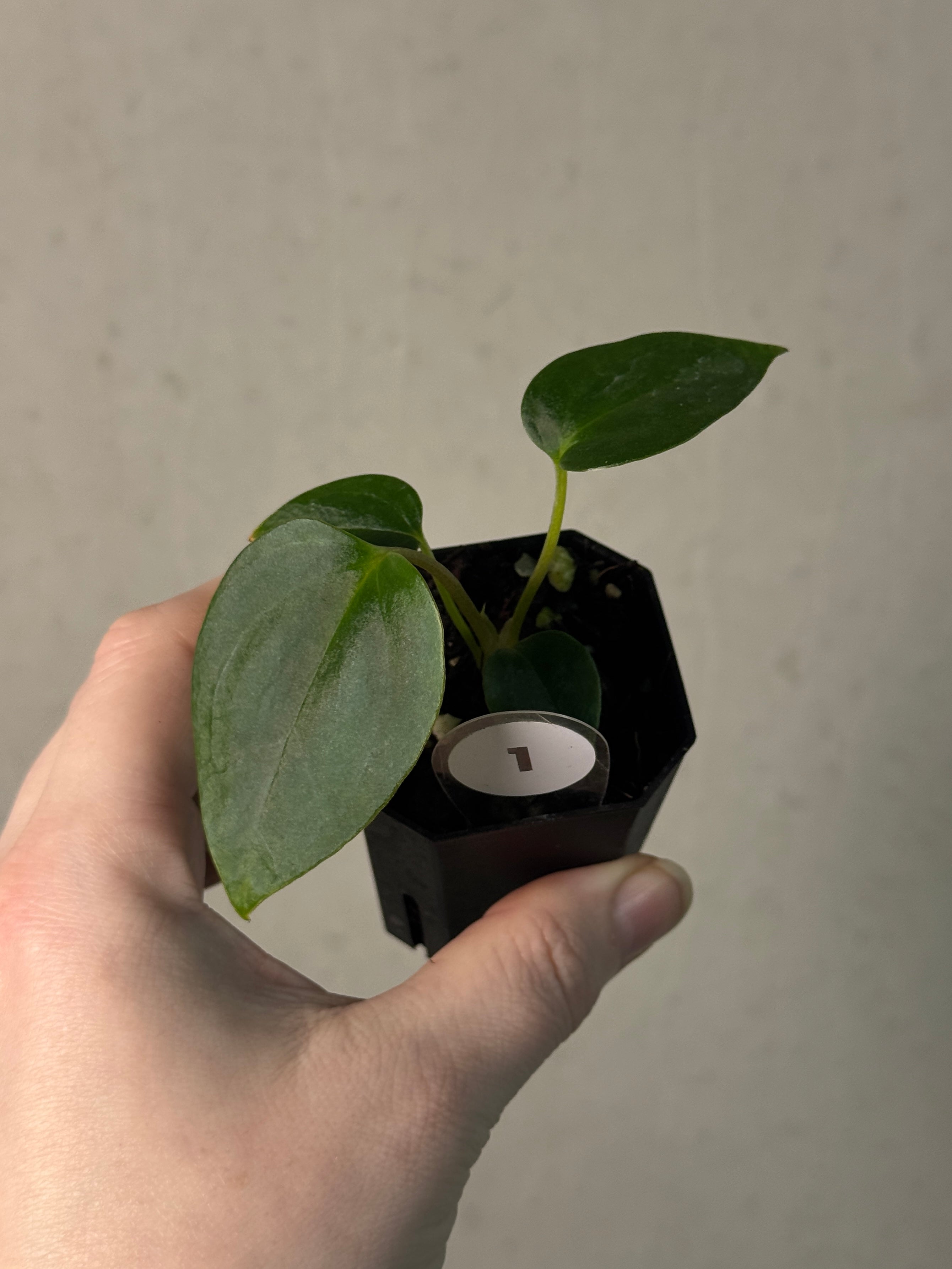 Anthurium (Papillilaminum 'Marie' x 'IL') x Indo Portillae or self - SMUKHI