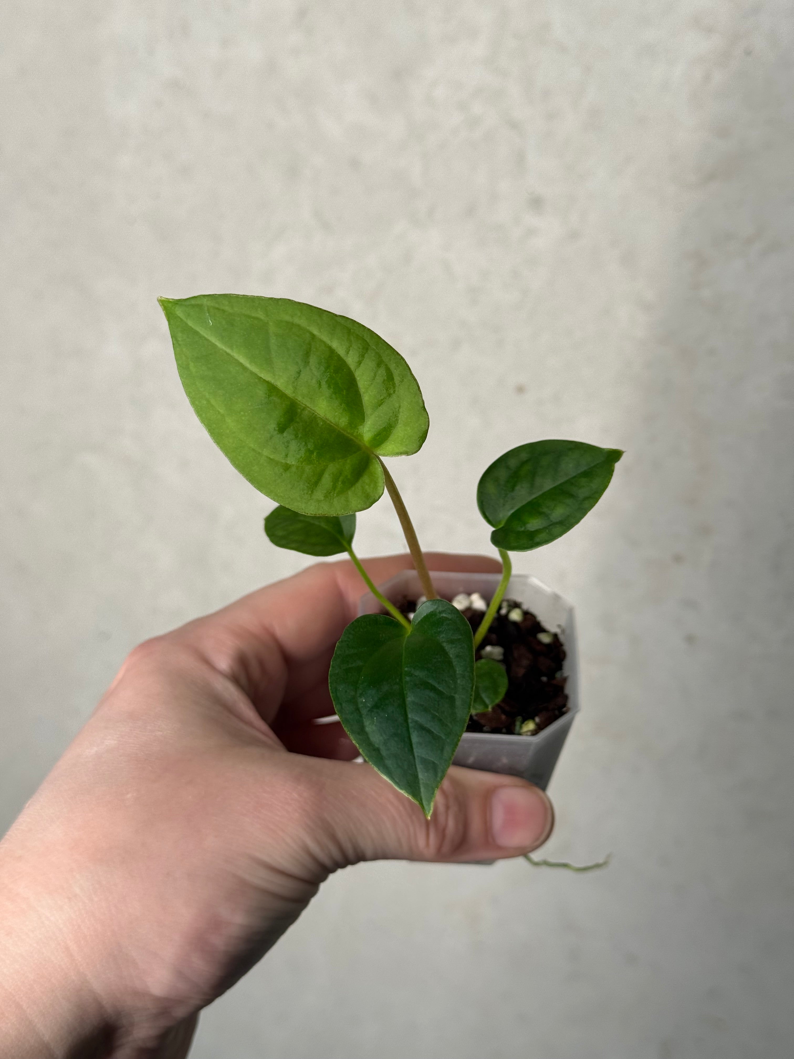 Anthurium (Blue Papillilaminum x Forgetii) x (Papillilaminum XOne x XOne)