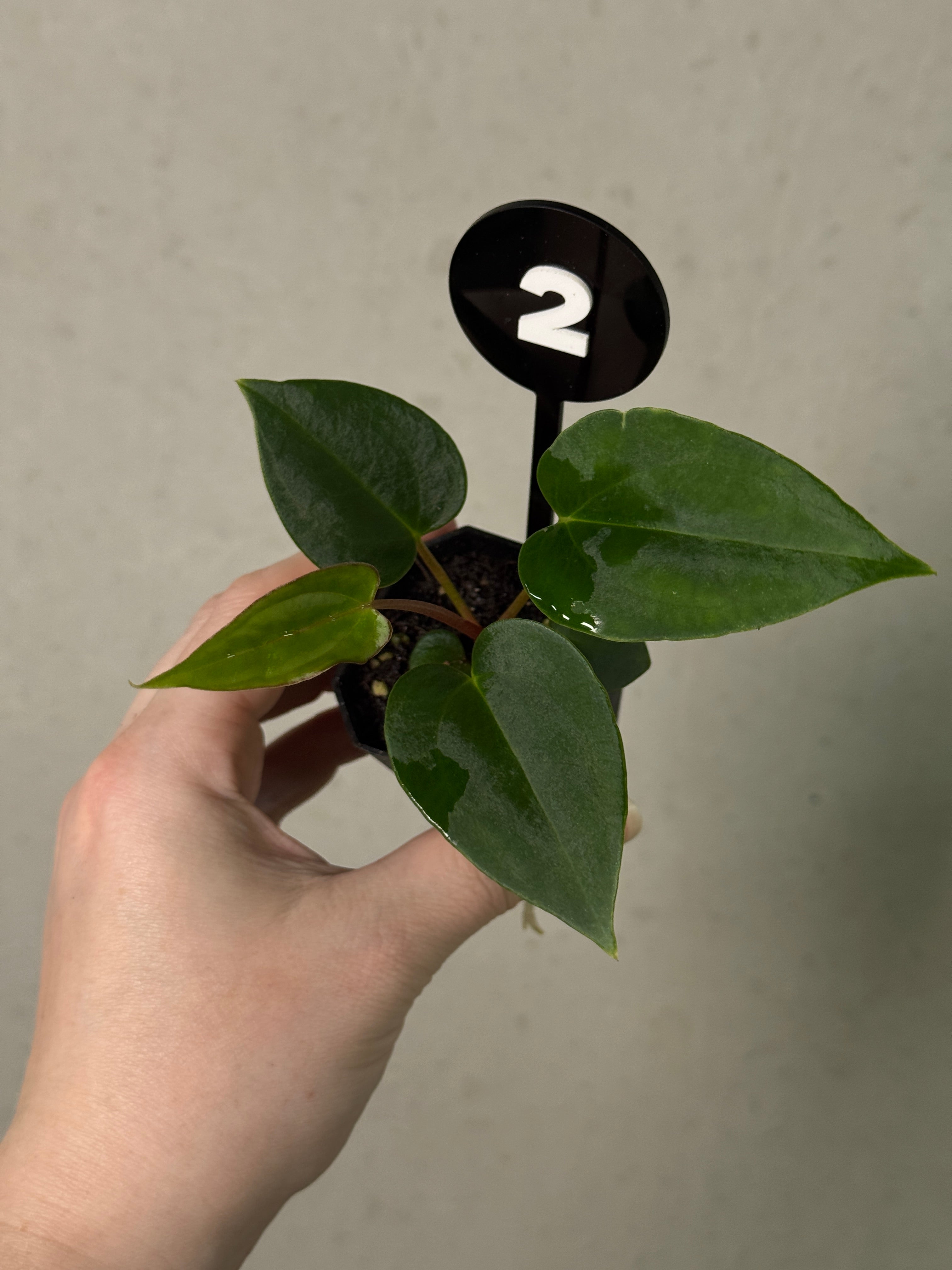 Anthurium (Papillilaminum 'Marie' x 'IL') x (Carlablackiae RD3 x FSxRL ‘Grim Reaper’)