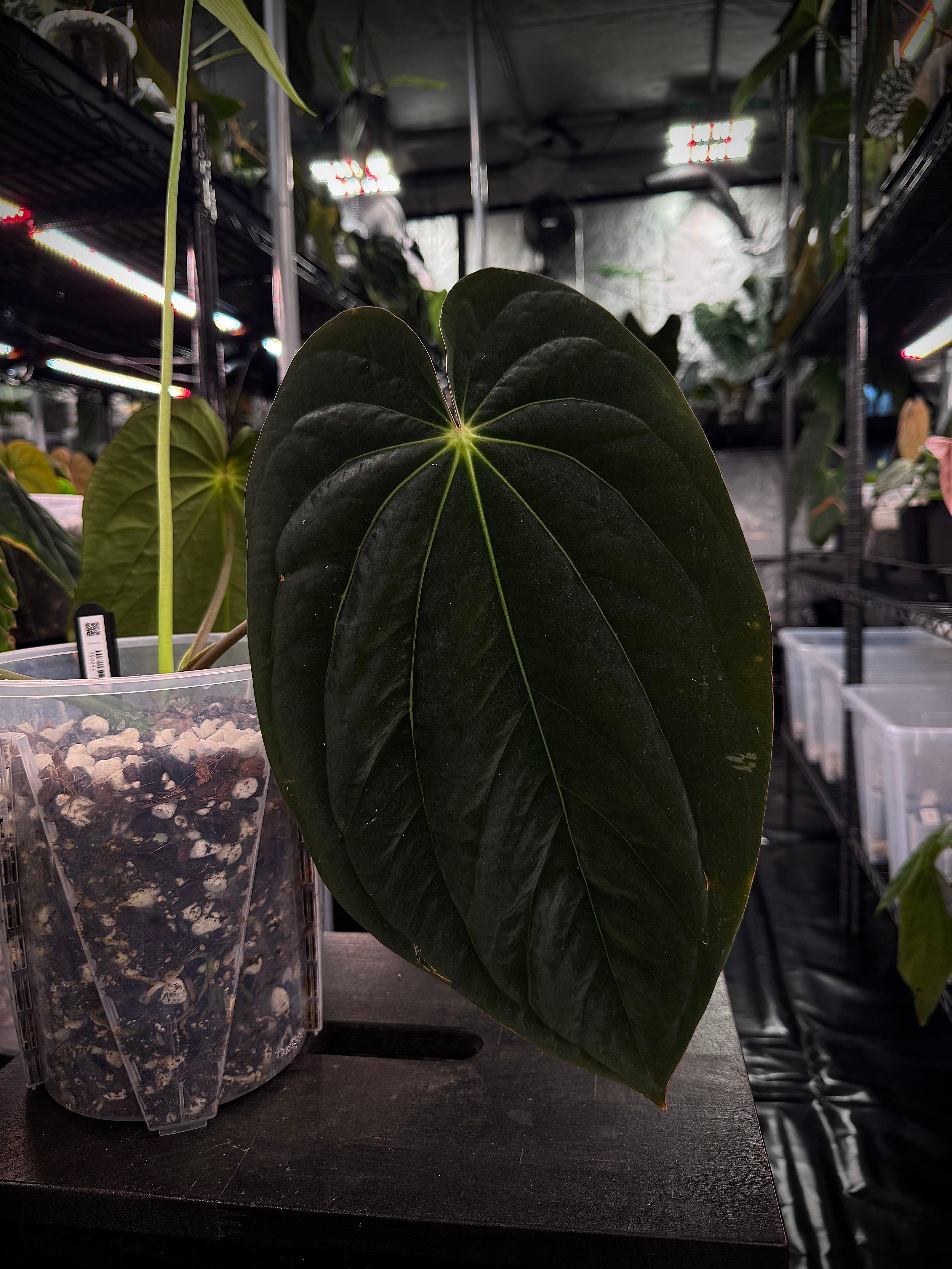 Anthurium Papillilaminum (Ree Gardens) x BVEP ('Round' x RA1) - Seeds - SMUKHI