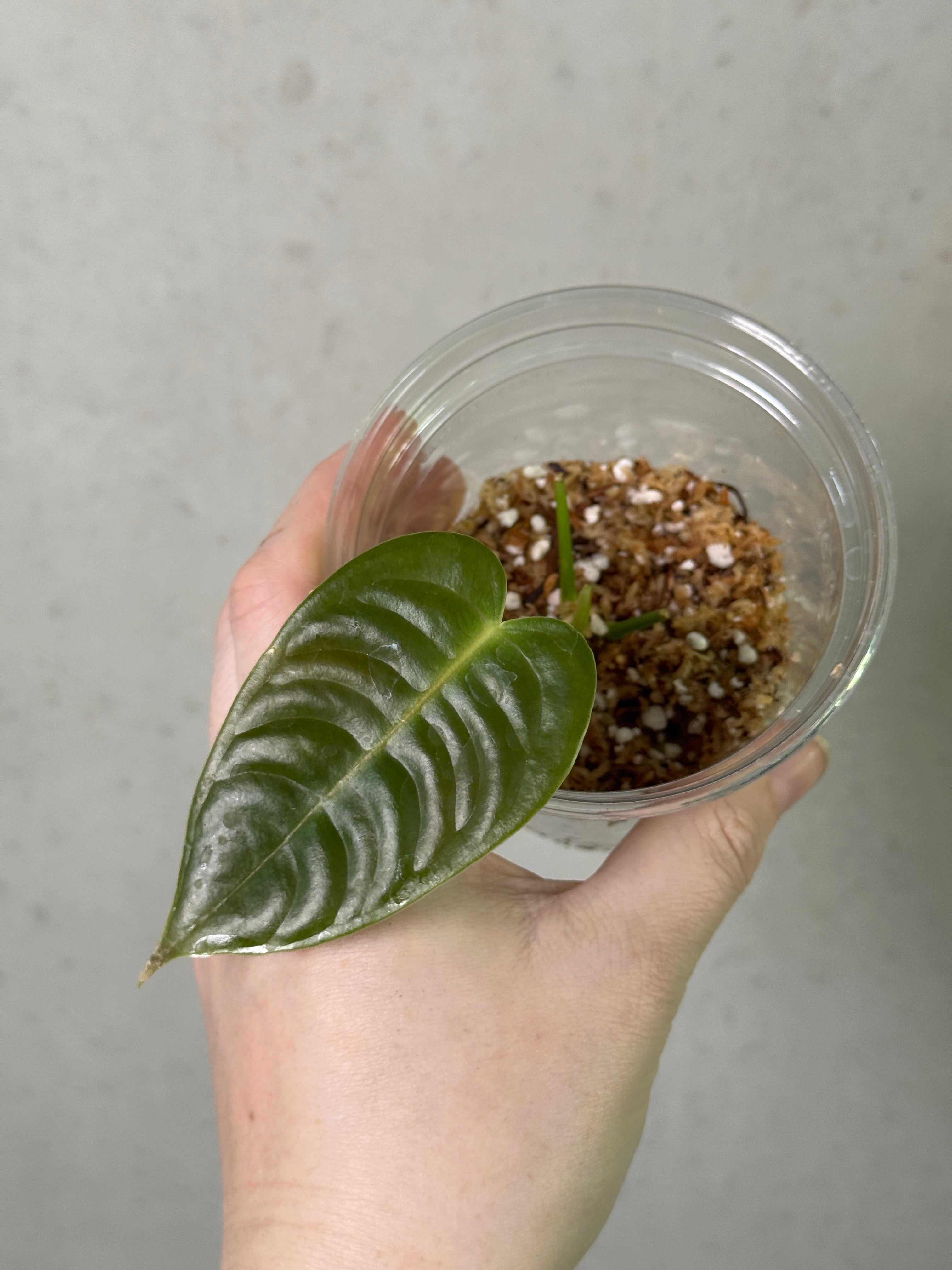 Smukhi Anthurium plant with glossy green leaves and vibrant red flowers, showcasing a healthy, decorative indoor plant.