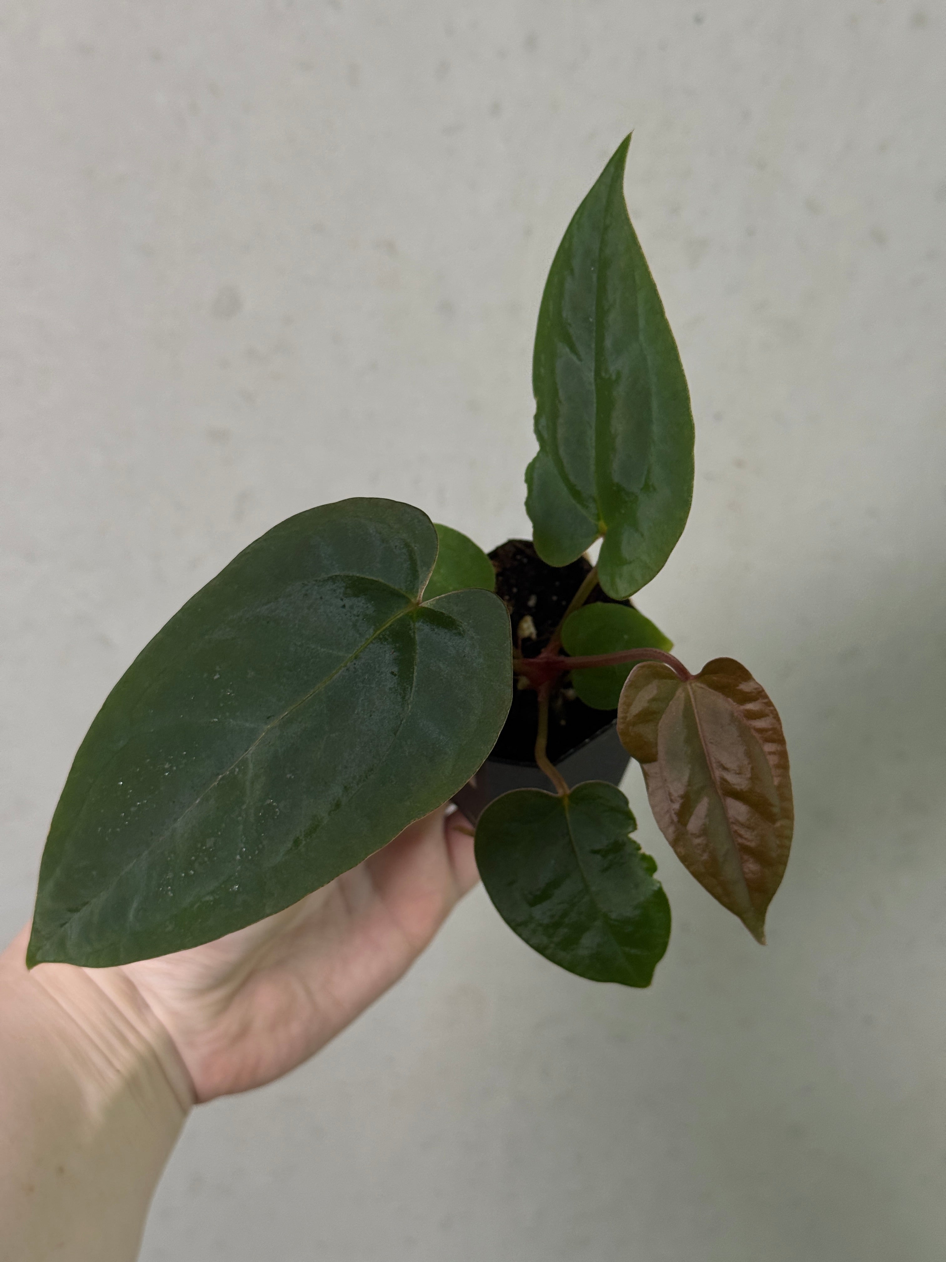 Anthurium Fort Sherman x open