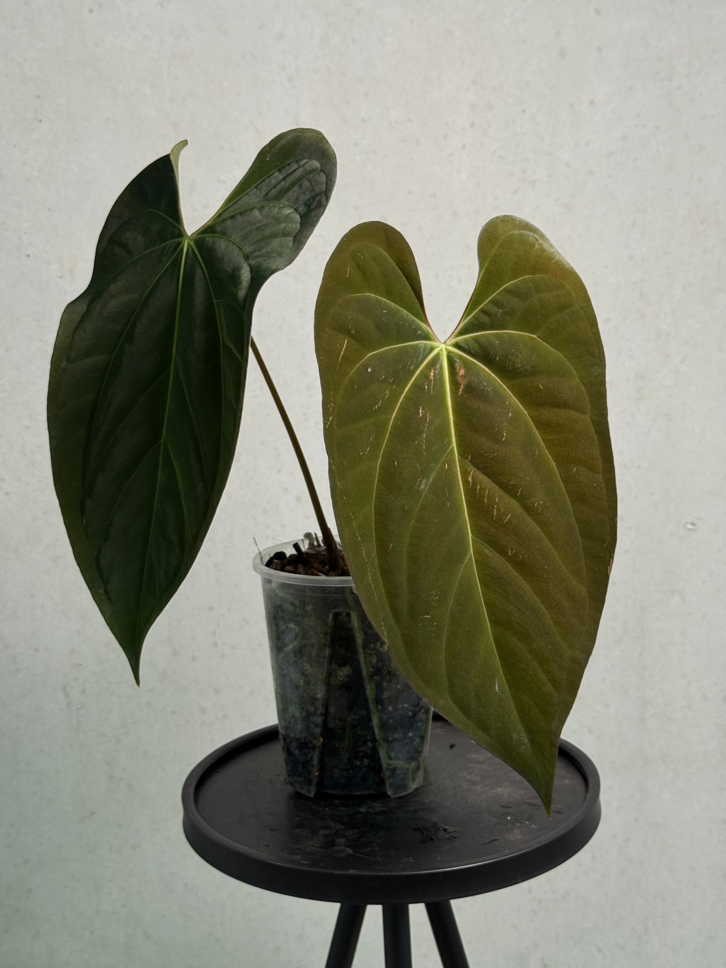 Anthurium Ace of Spades Dark Form x Papillilaminum 'Incurved lobes' - Clone - SMUKHI