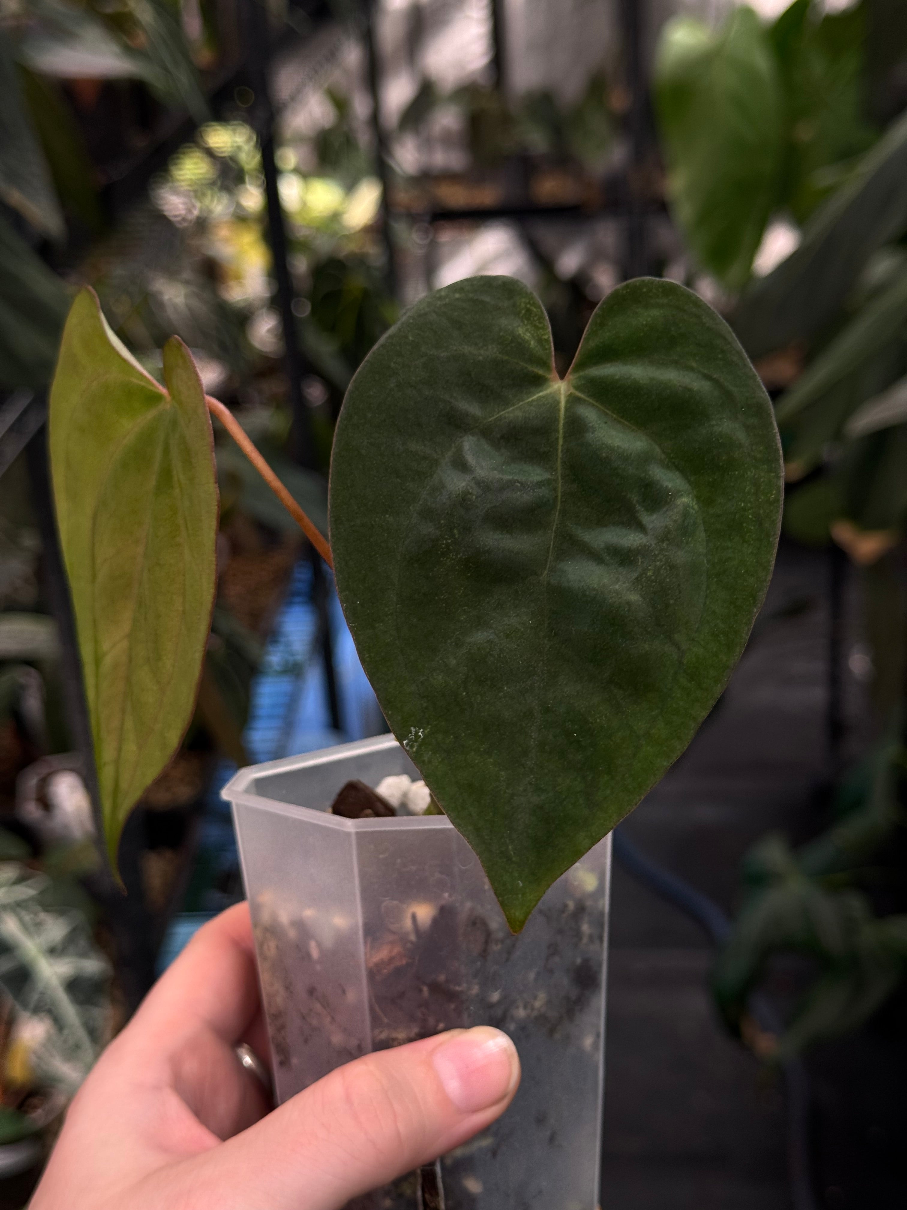 Anthurium Ace of Spades Dark Form x Papillilaminum 'Incurved lobes'