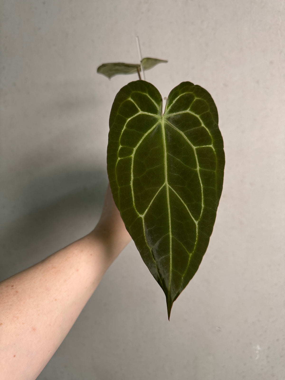 Anthurium Enid’s Bench x ‘Stripey Mag’ plant from Understory Oasis with vibrant striped leaves, lush green foliage, and healthy growth.