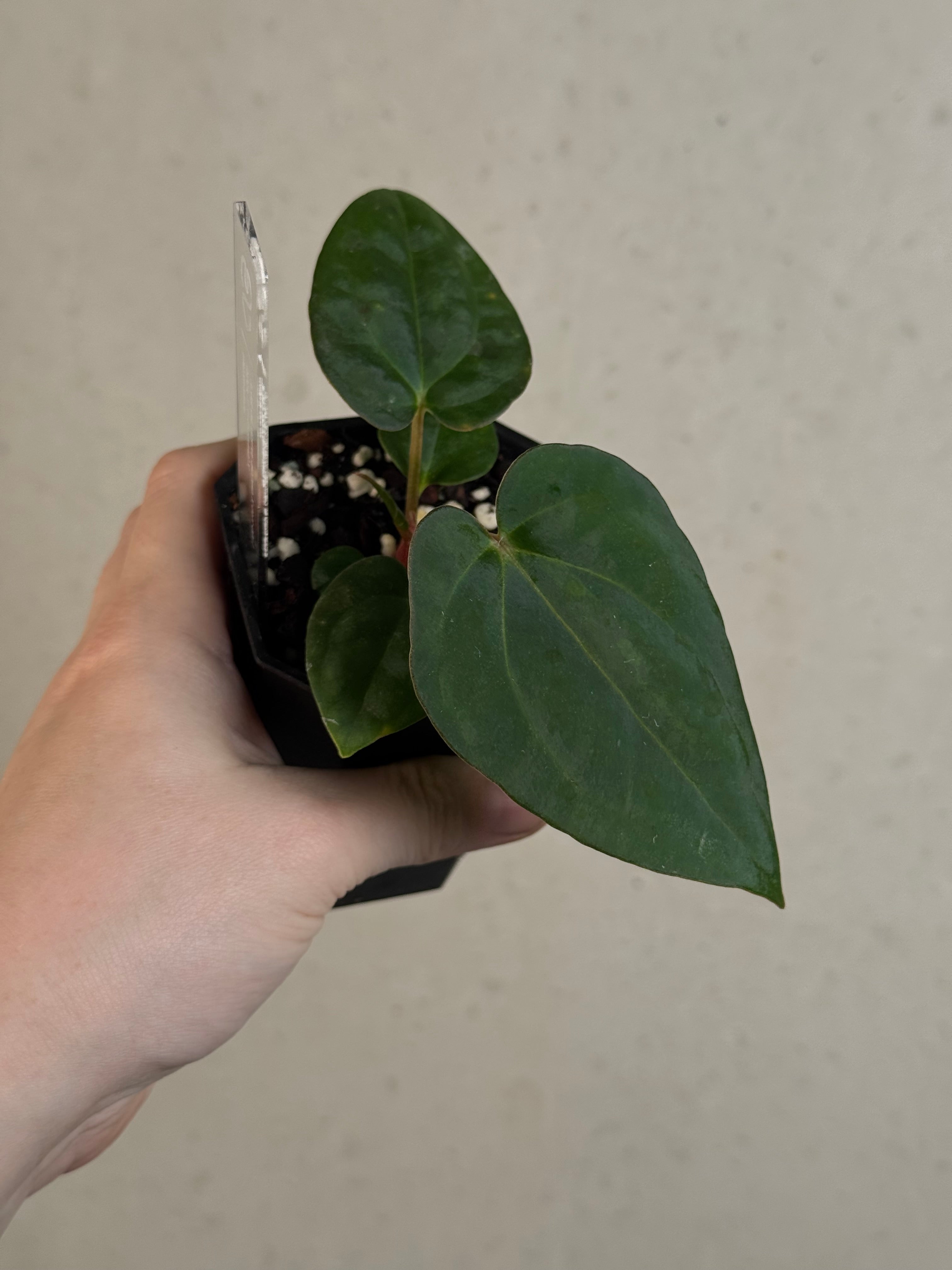 Anthurium (BVEP x Luxurians) x Carlablackiae ('Round' x GPH-001)