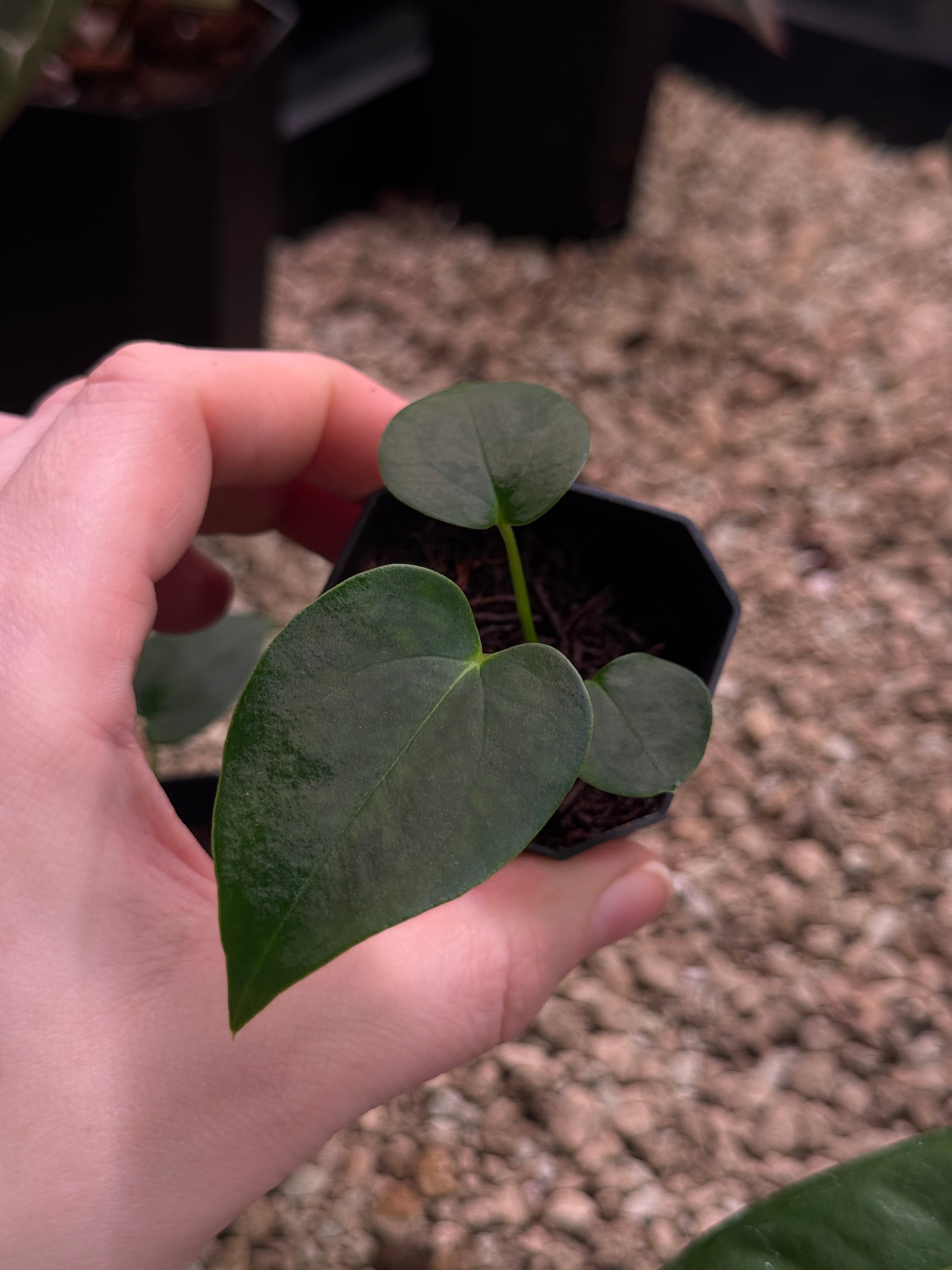 Anthurium (Fort Sherman x self) x (NSE Carlablackiae x) - SMUKHI