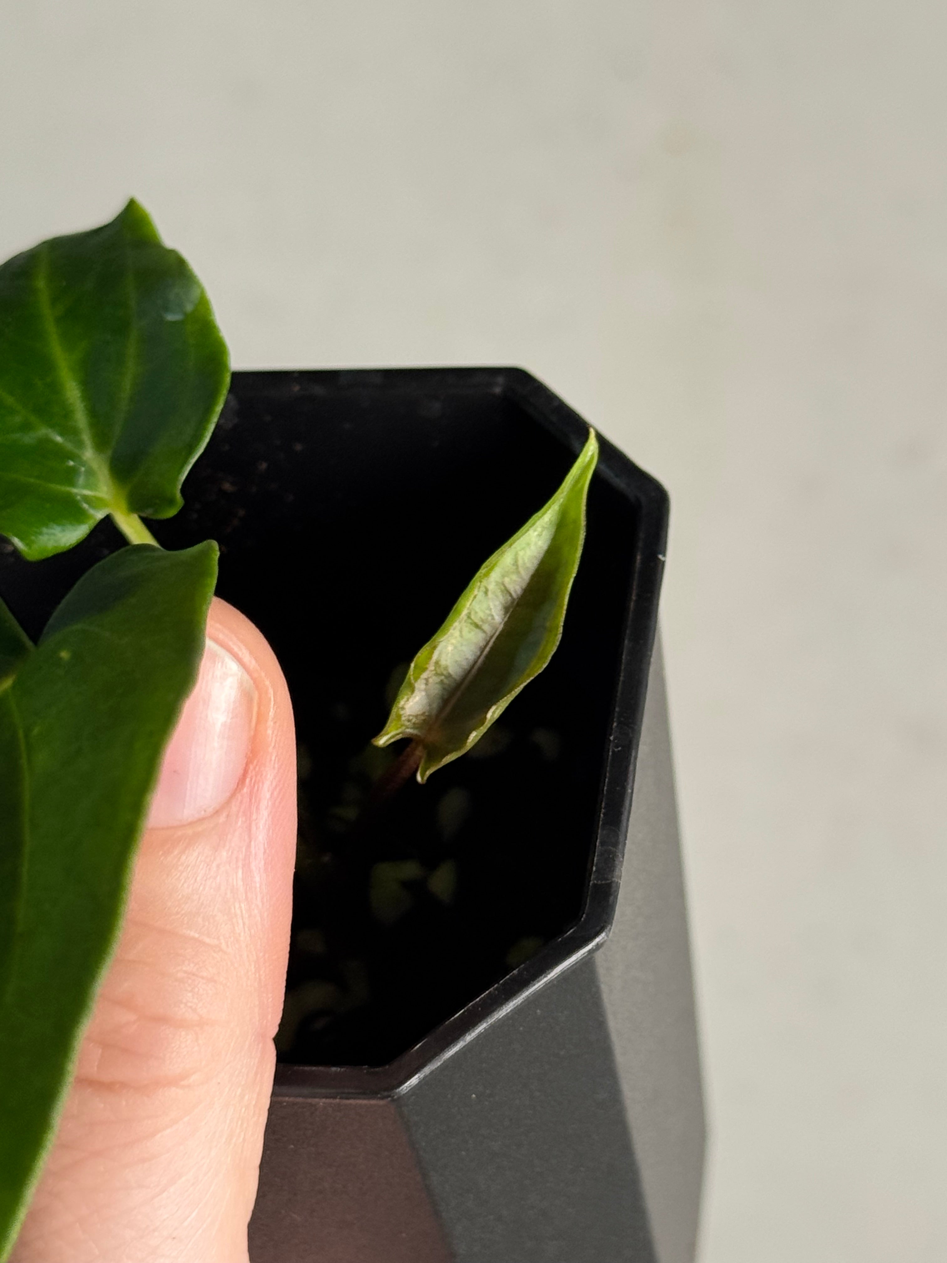 Anthurium ‘Dracula’ x self