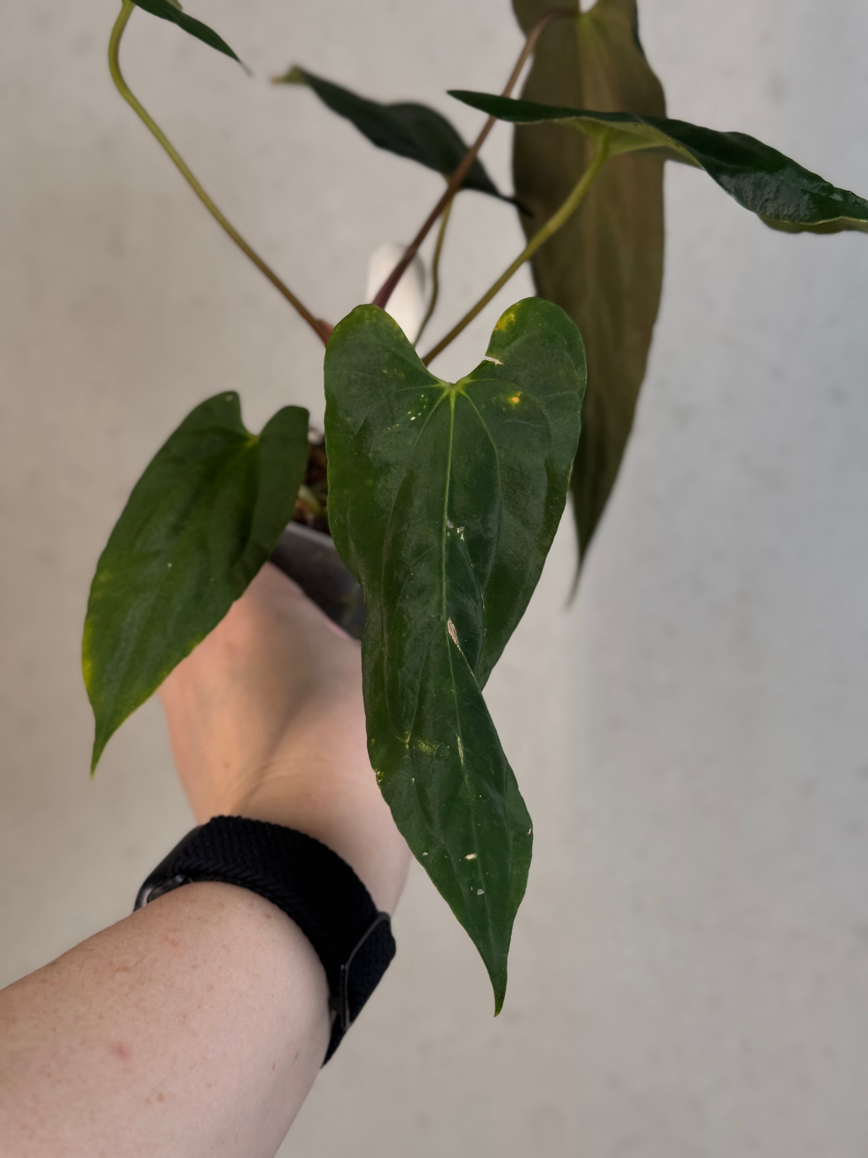 NFS: Anthurium Fort Sherman x Ralph Lynam S1