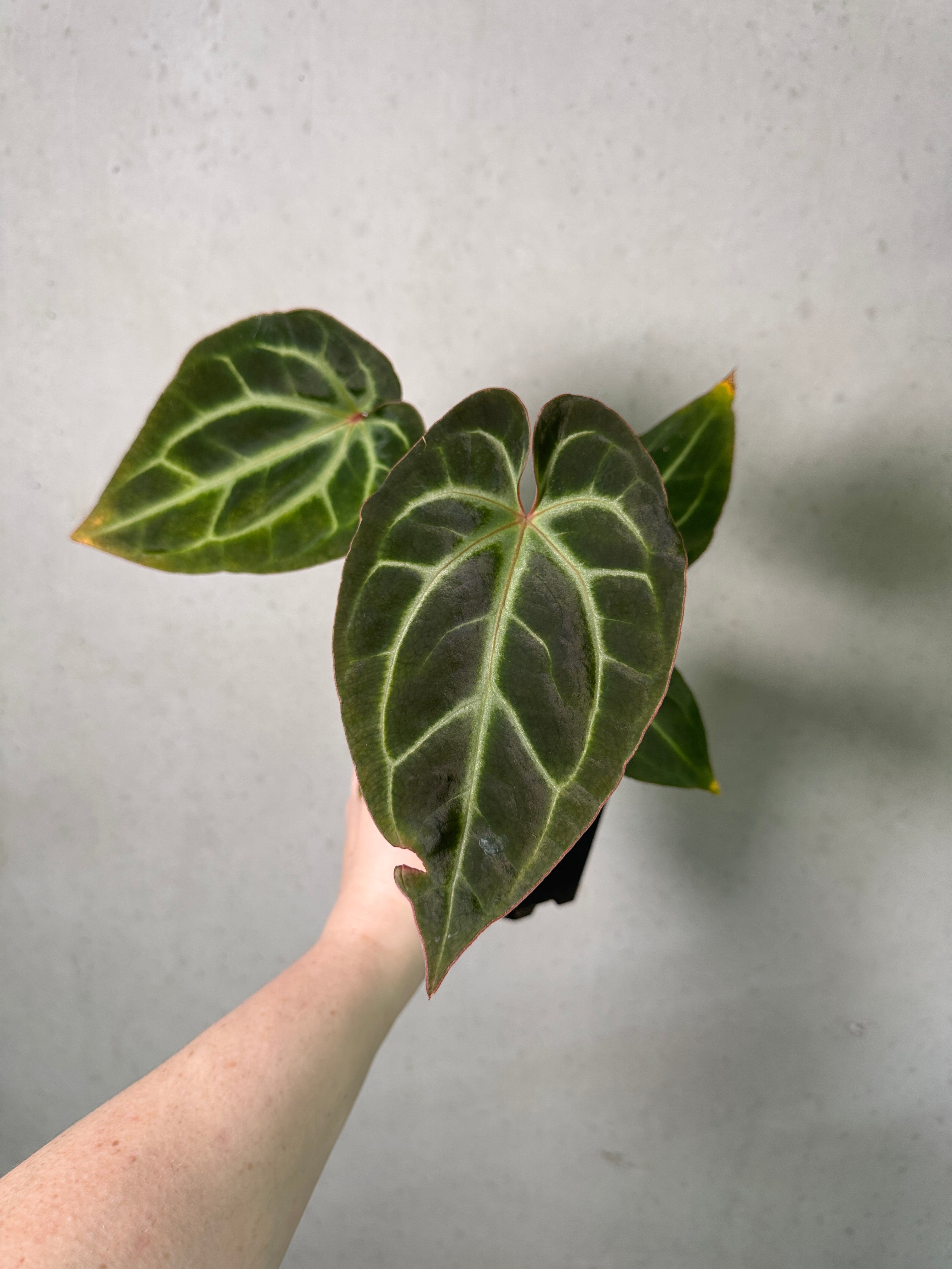 SMUKHI Anthurium plant with glossy green leaves and vibrant red spathes, ideal for indoor decoration, value grade.