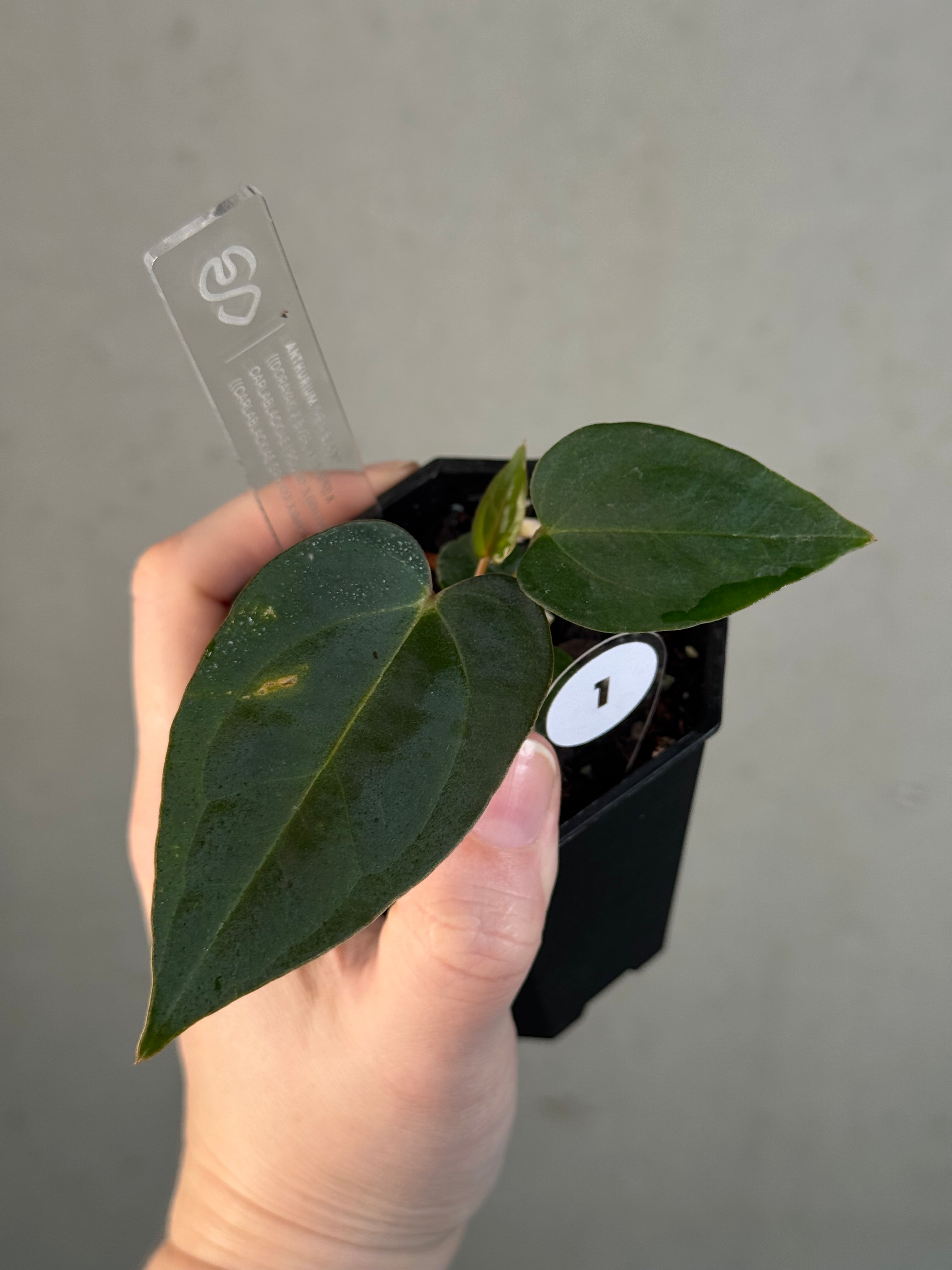 Anthurium ‘Vein Blade’