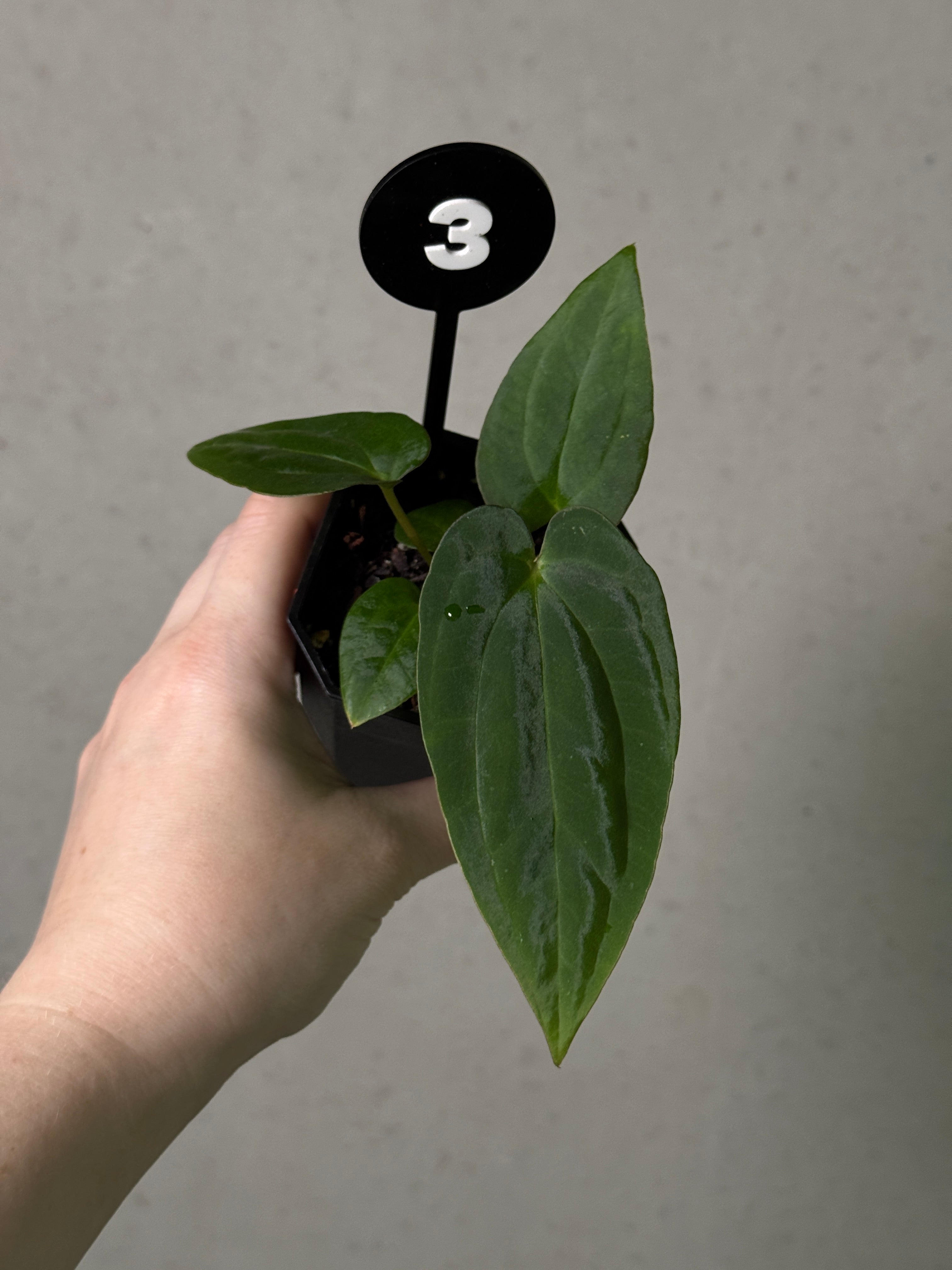 Anthurium Papillilaminum Ree Gardens x BVEP (‘Round’ x RA1)