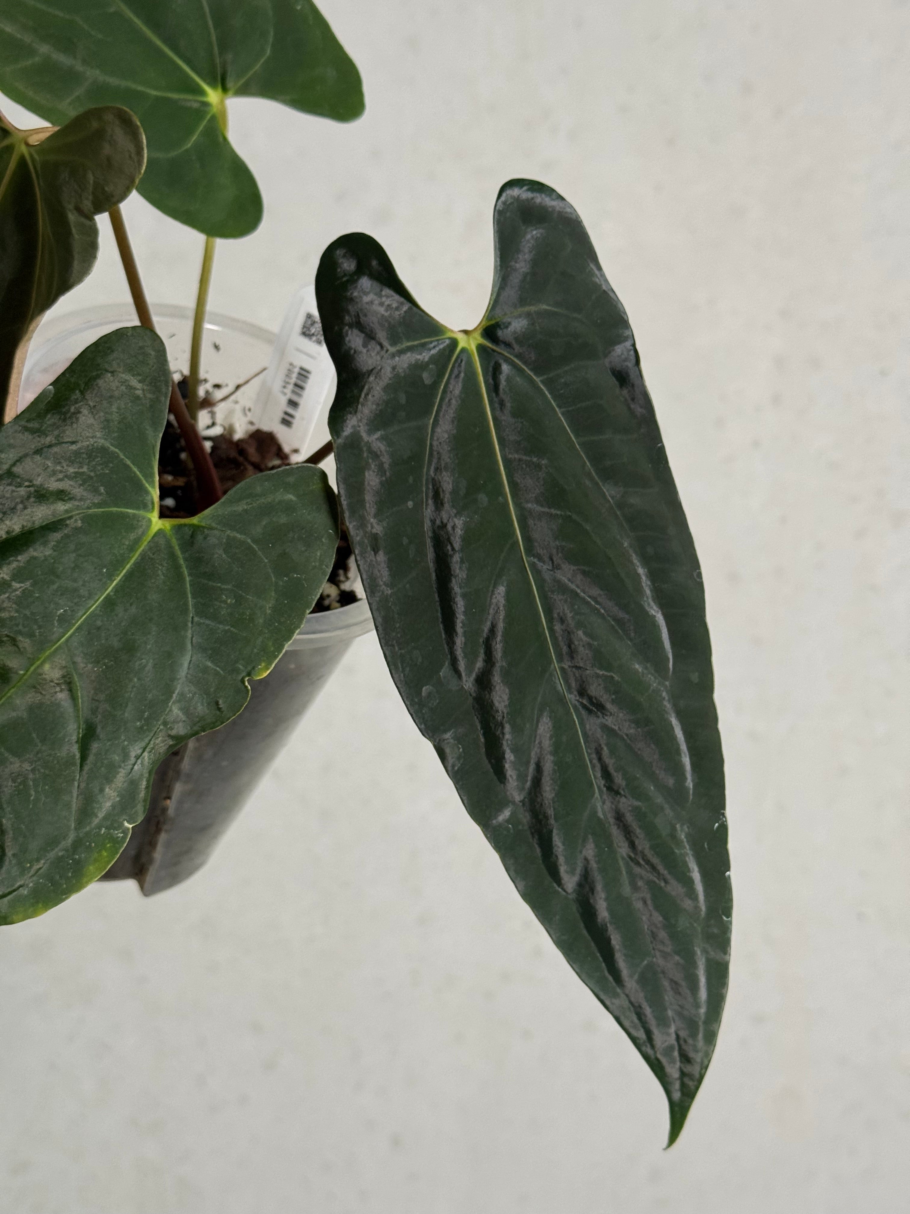 Anthurium Fort Sherman x Ralph Lynam S1 | SMUKHI