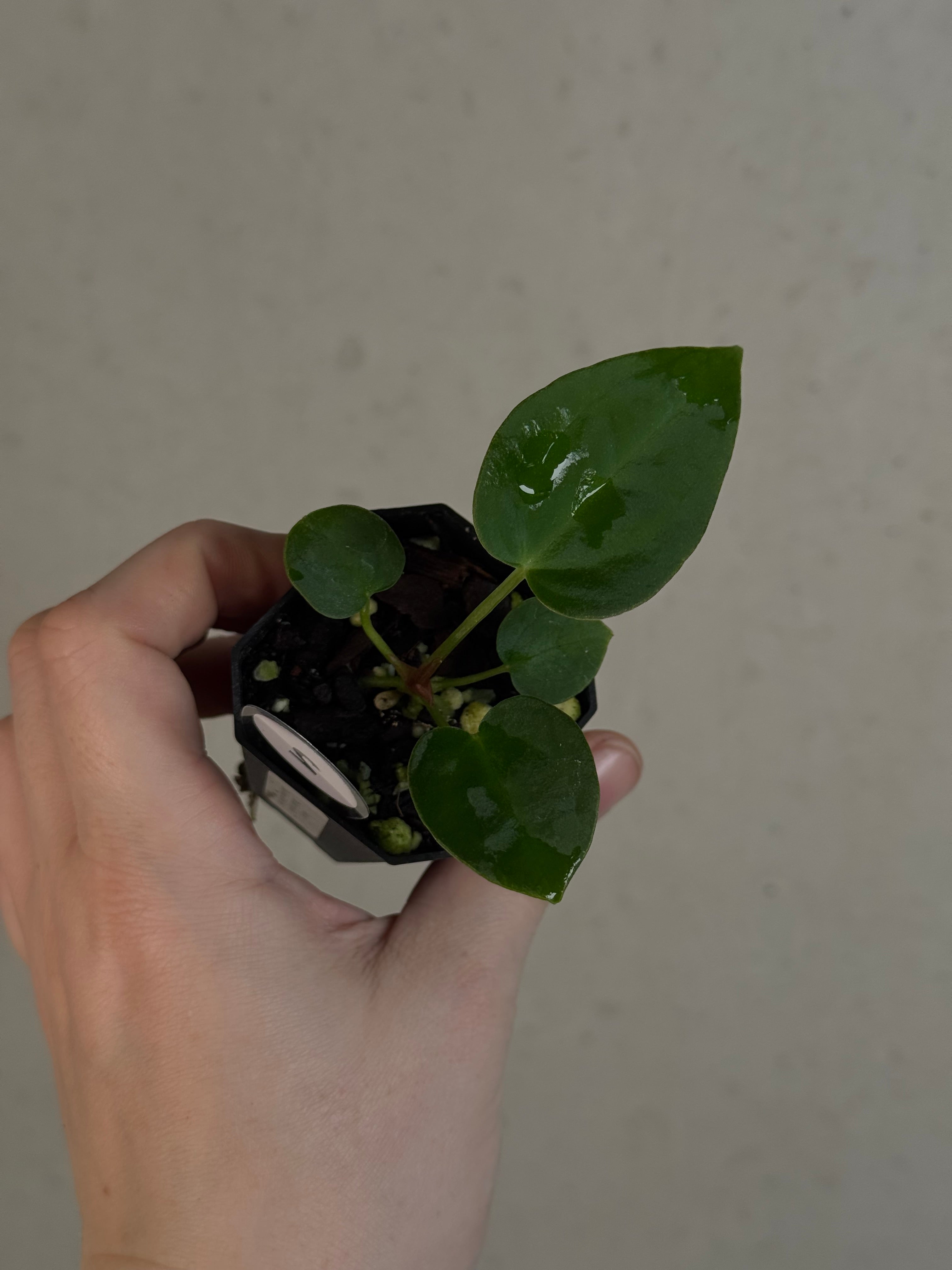 Anthurium ('Red Spider' x Forgetii) x (Black Widow x Red Velvet Cake)