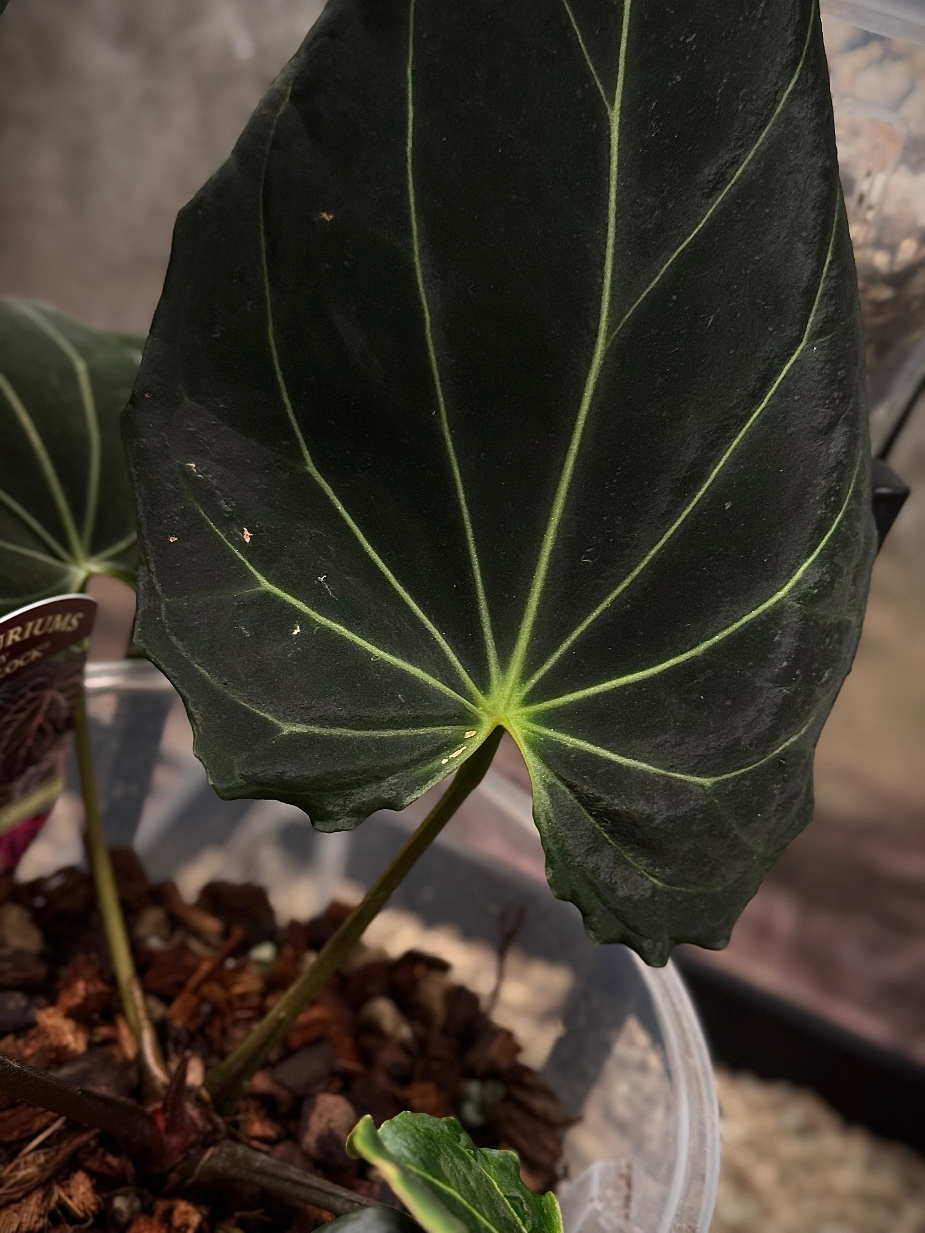 Anthurium DocBlock Black Widow '13' x '43' #3 - Clone - Pre-order - SMUKHI