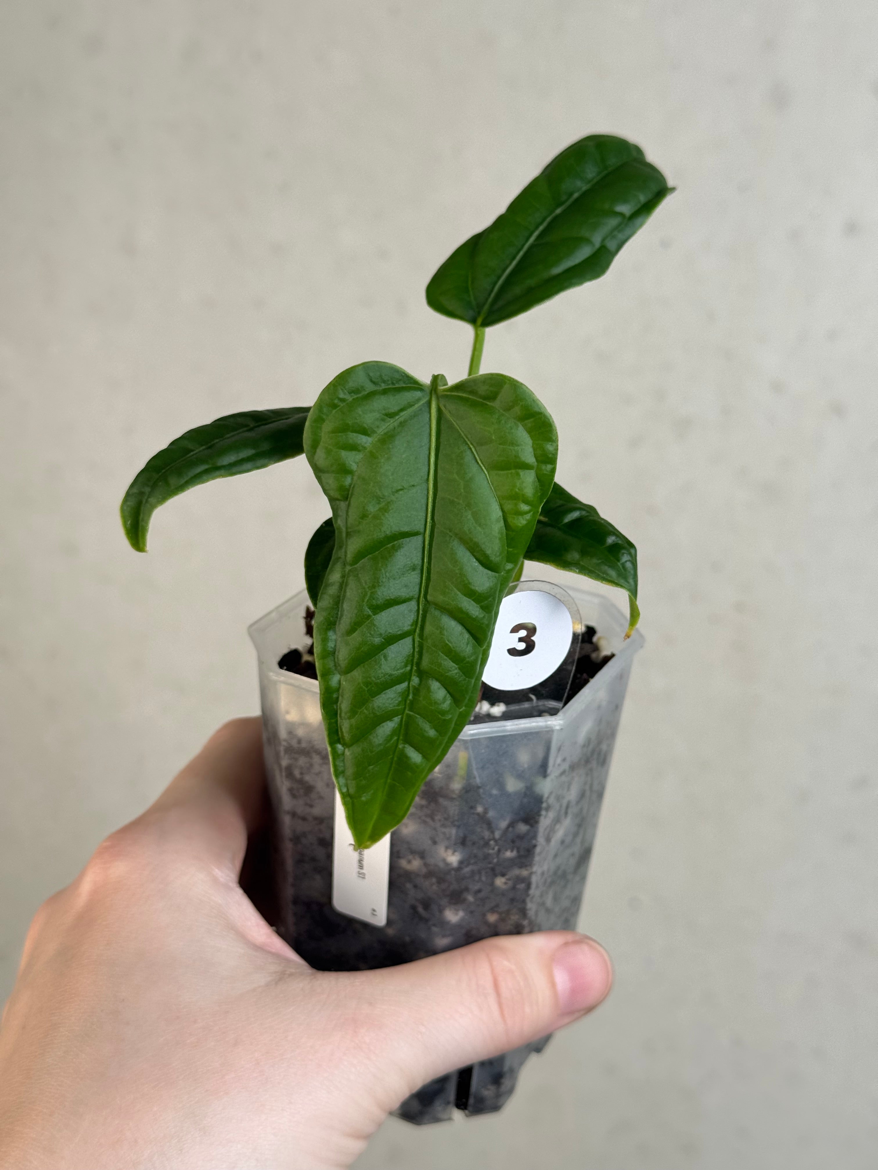 Anthurium Lappoanum S1