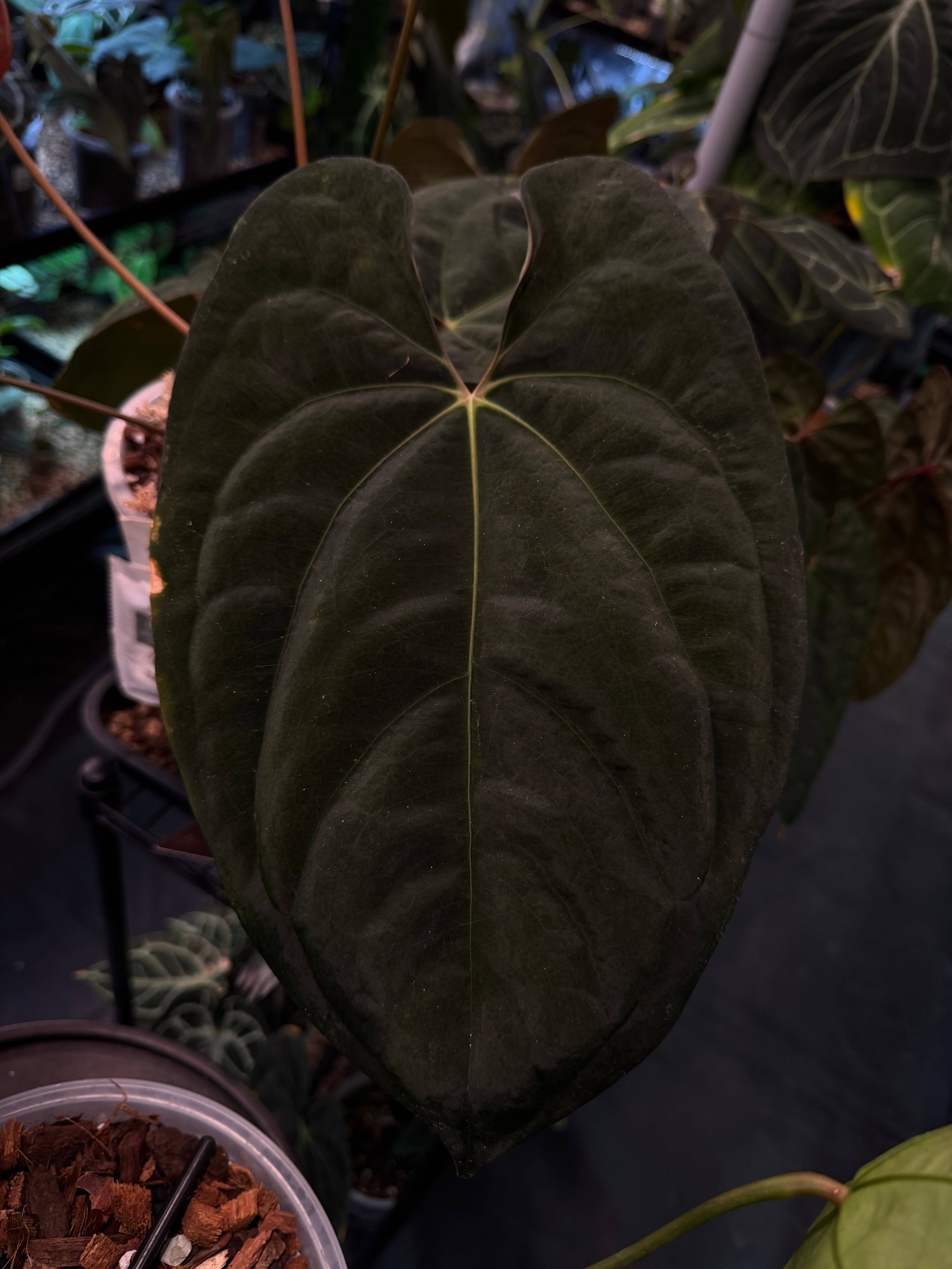 Anthurium Goliath x Dark Phoenix - Clone - SMUKHI
