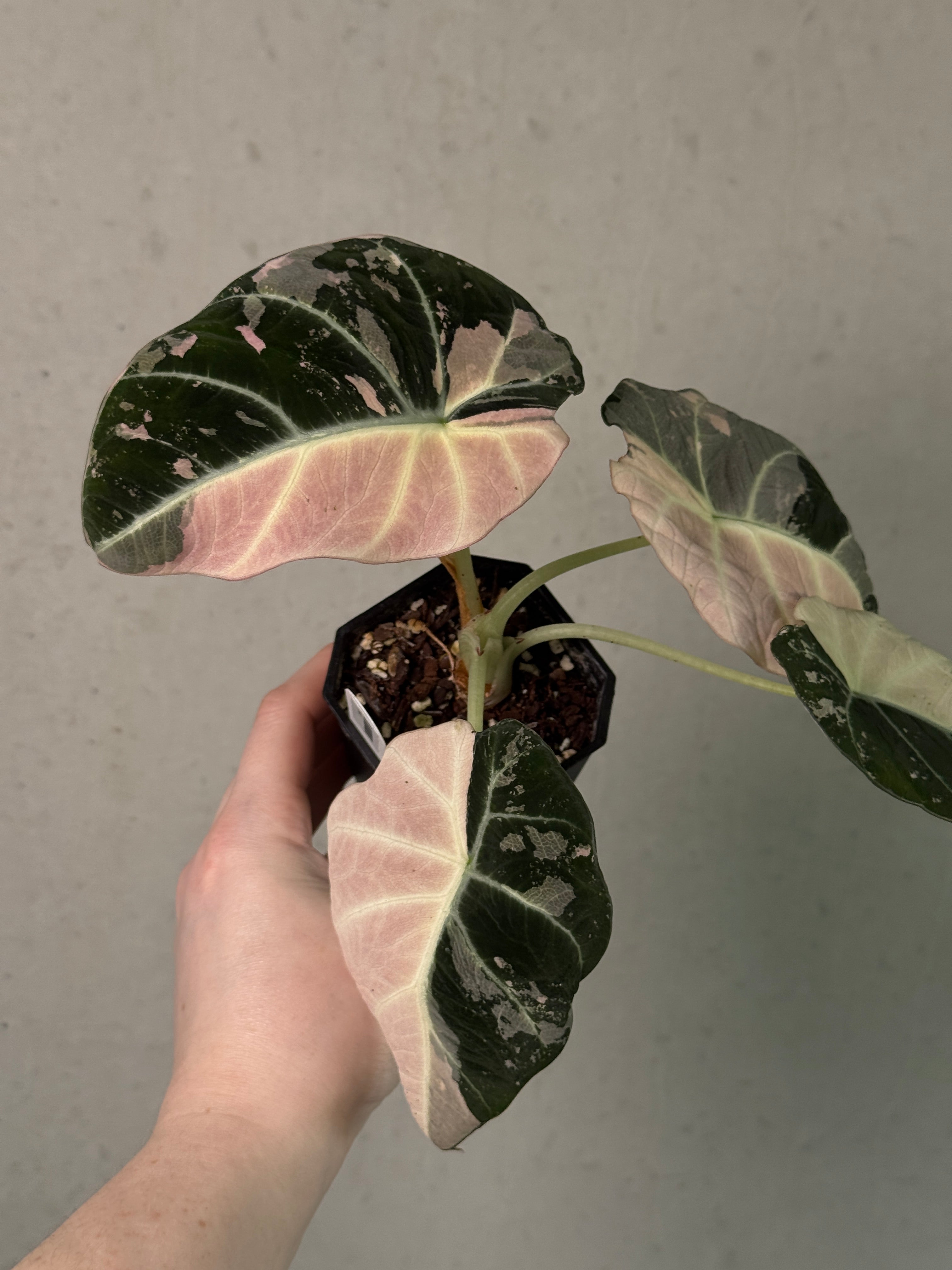 Alocasia Black Velvet Pink Variegata