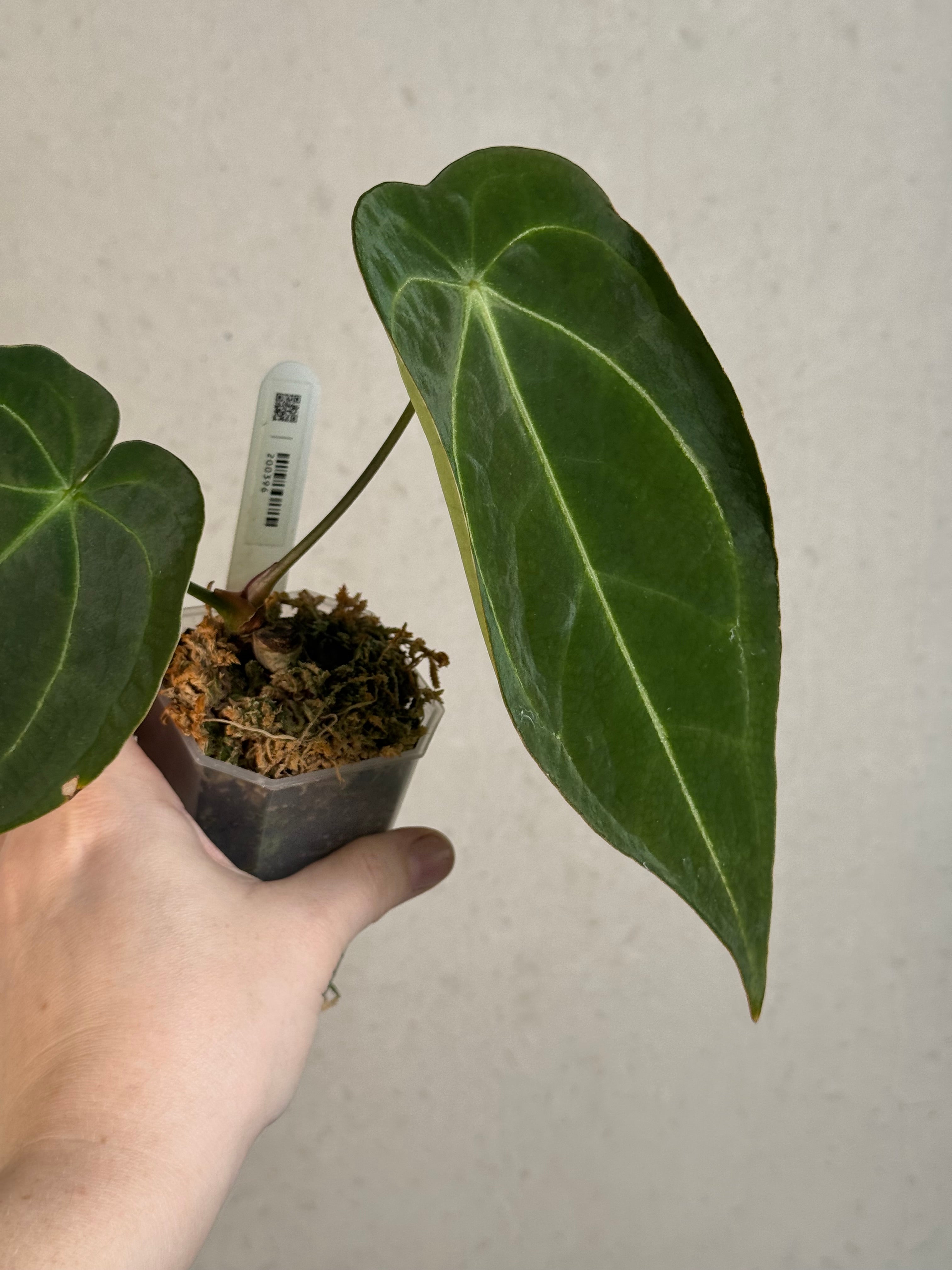 Anthurium Forgetii x (hybrid)