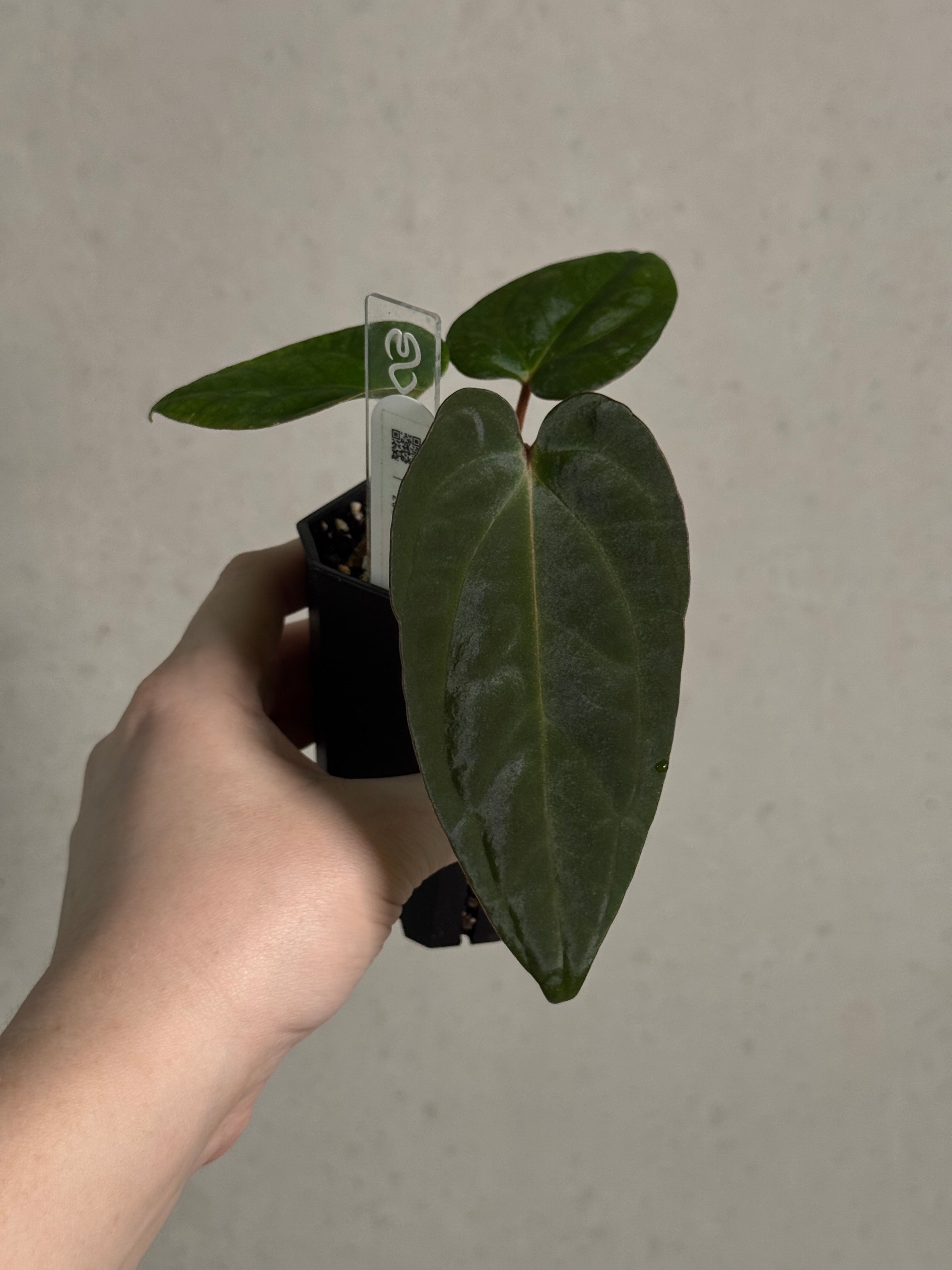 Anthurium Portillae 'Dorito' S1 x (Dressleri F2 x Carlablackiae 'Amanda')