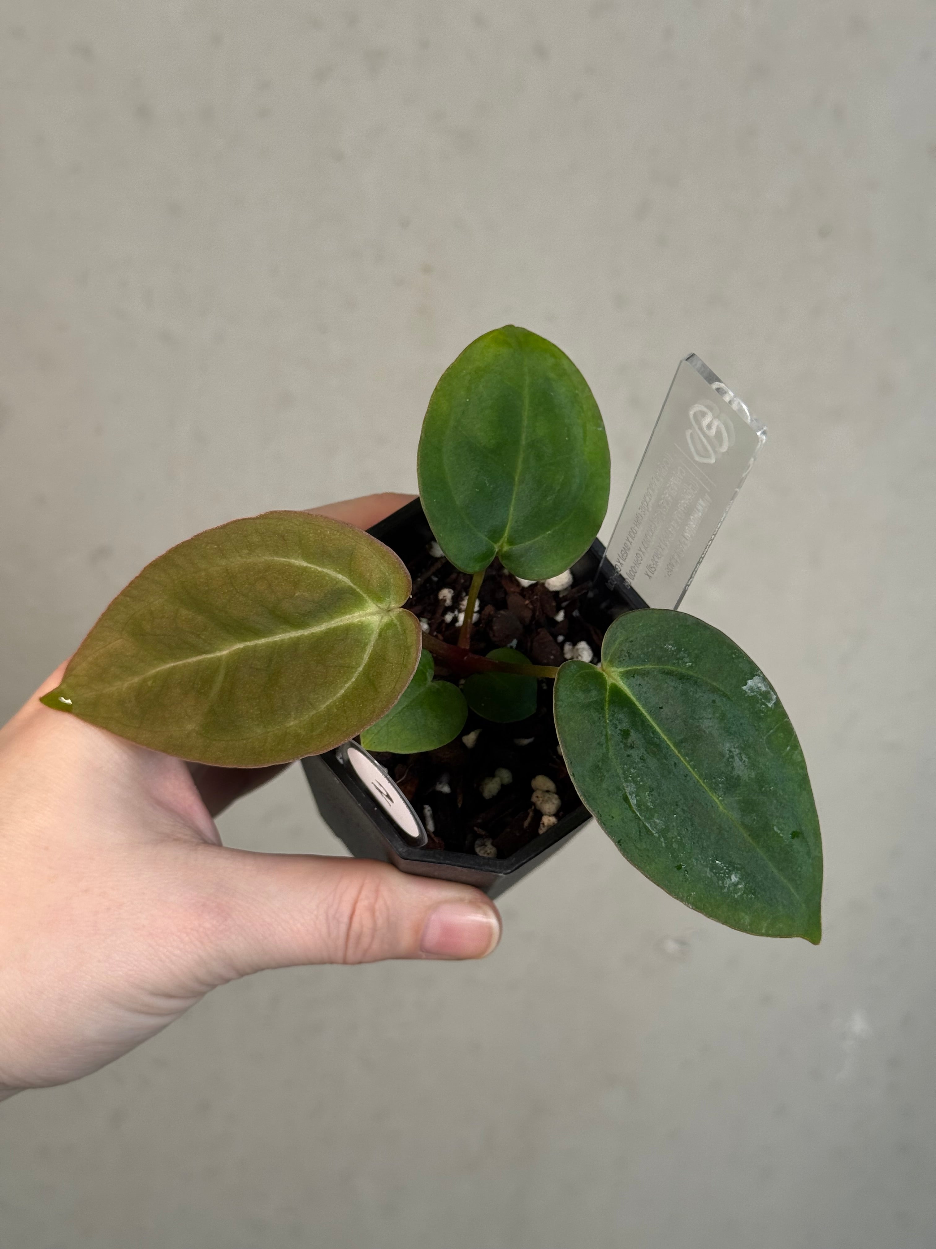 Anthurium ‘Vein Blade’