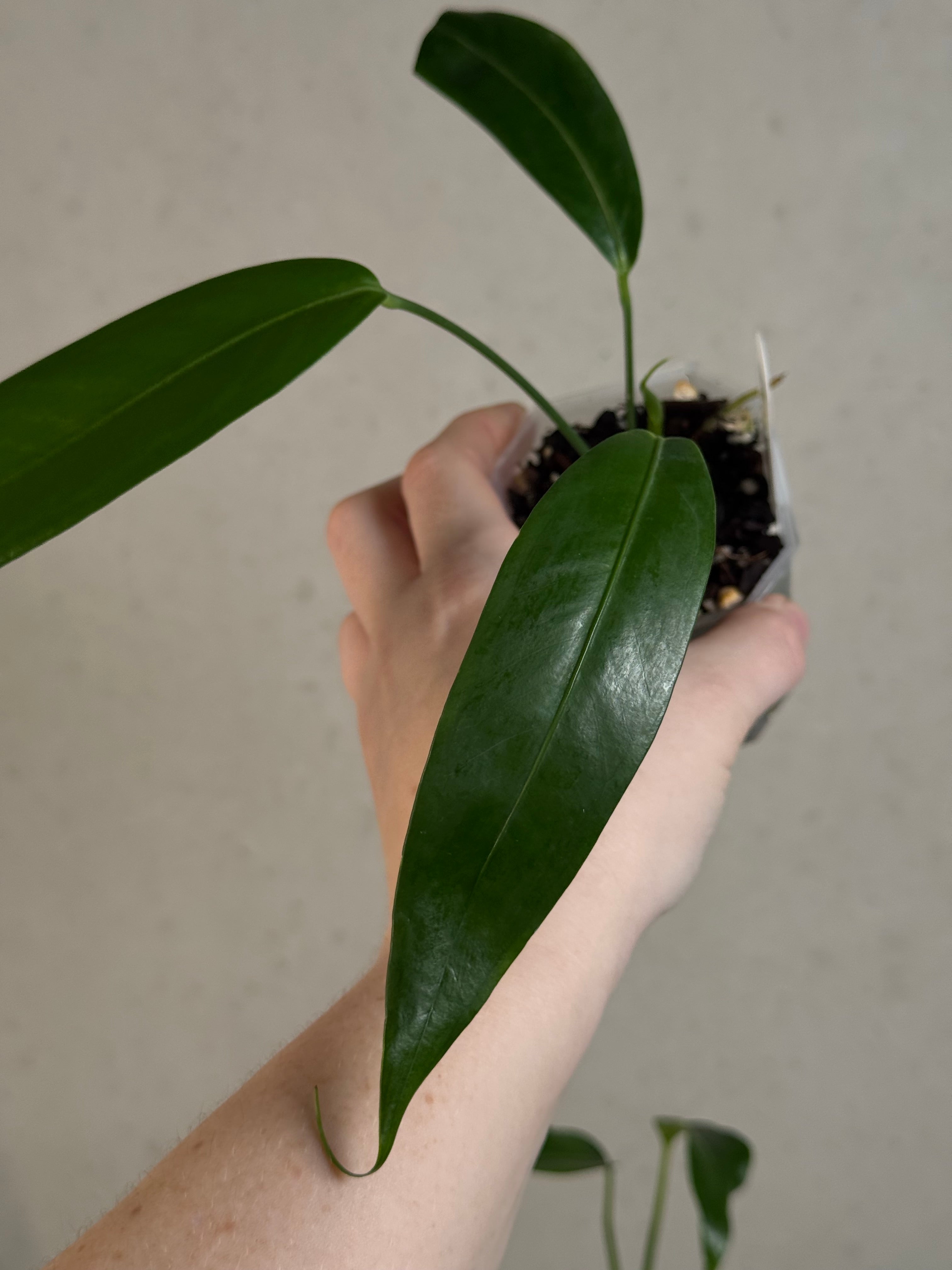 Anthurium Eminens S1