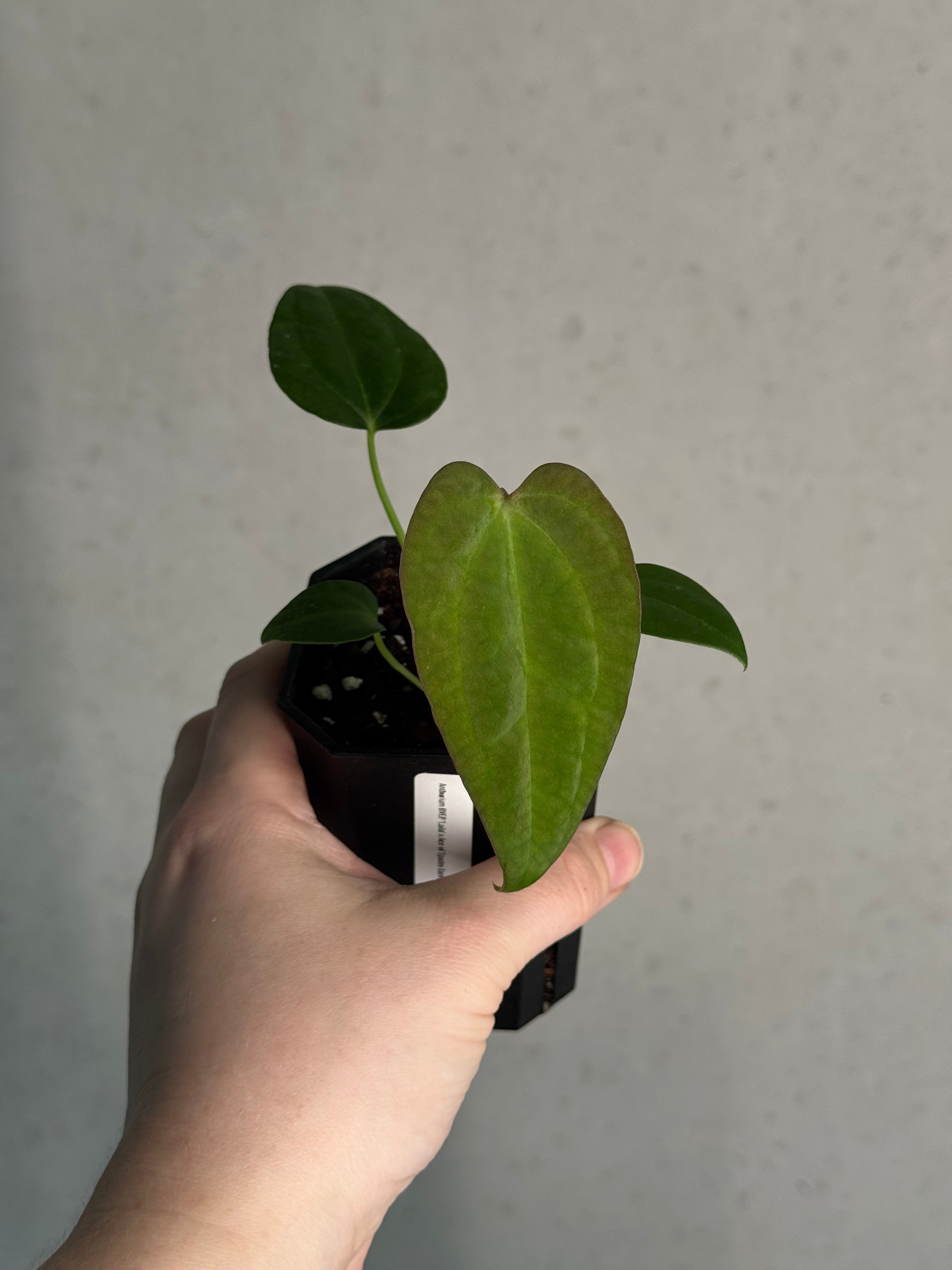 Anthurium BVEP 'Laila' x Ace of Spades Dark Form