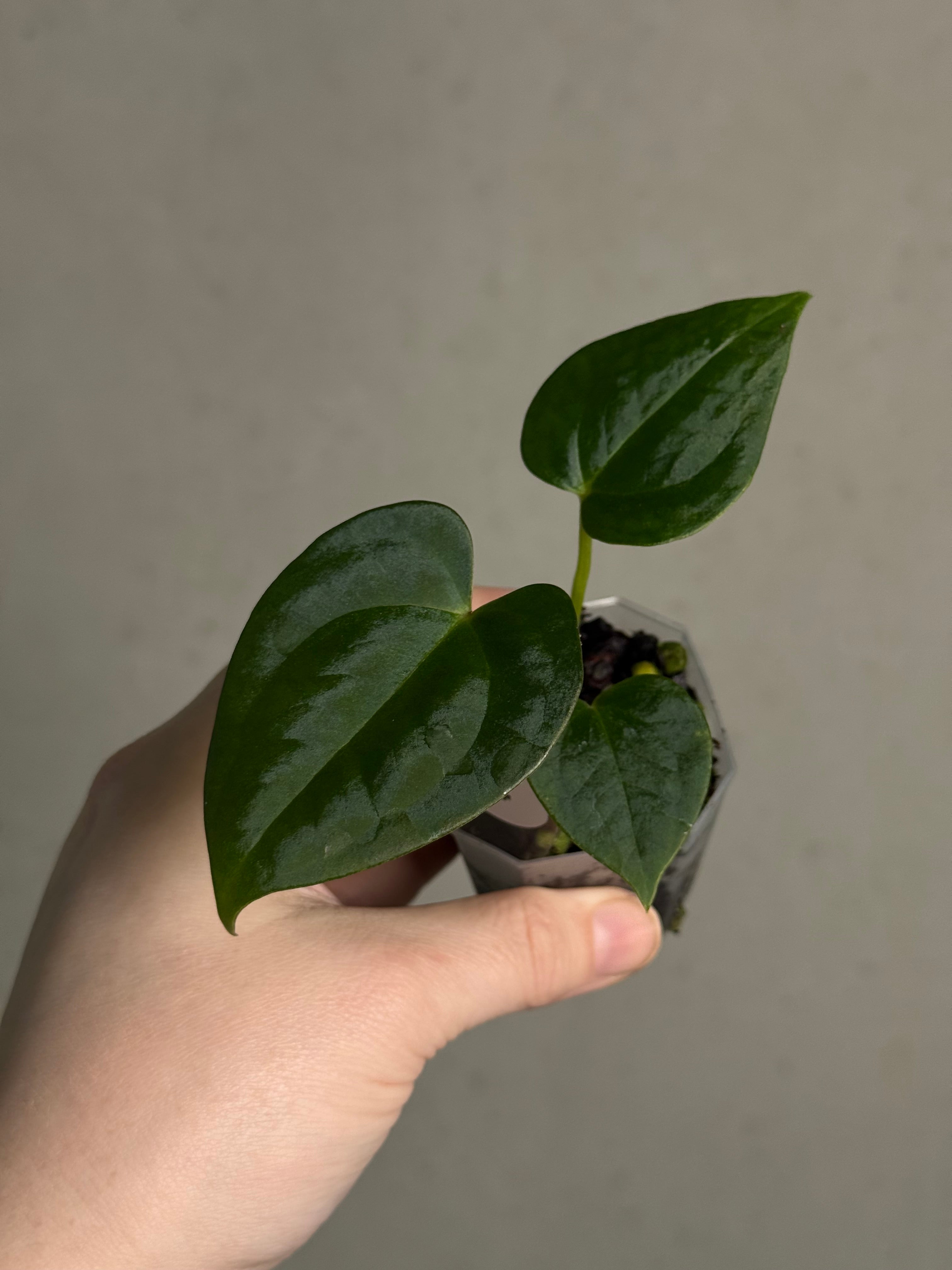Anthurium (Blue Papillilaminum x Forgetii) x (Papillilaminum XOne x XOne) - SMUKHI