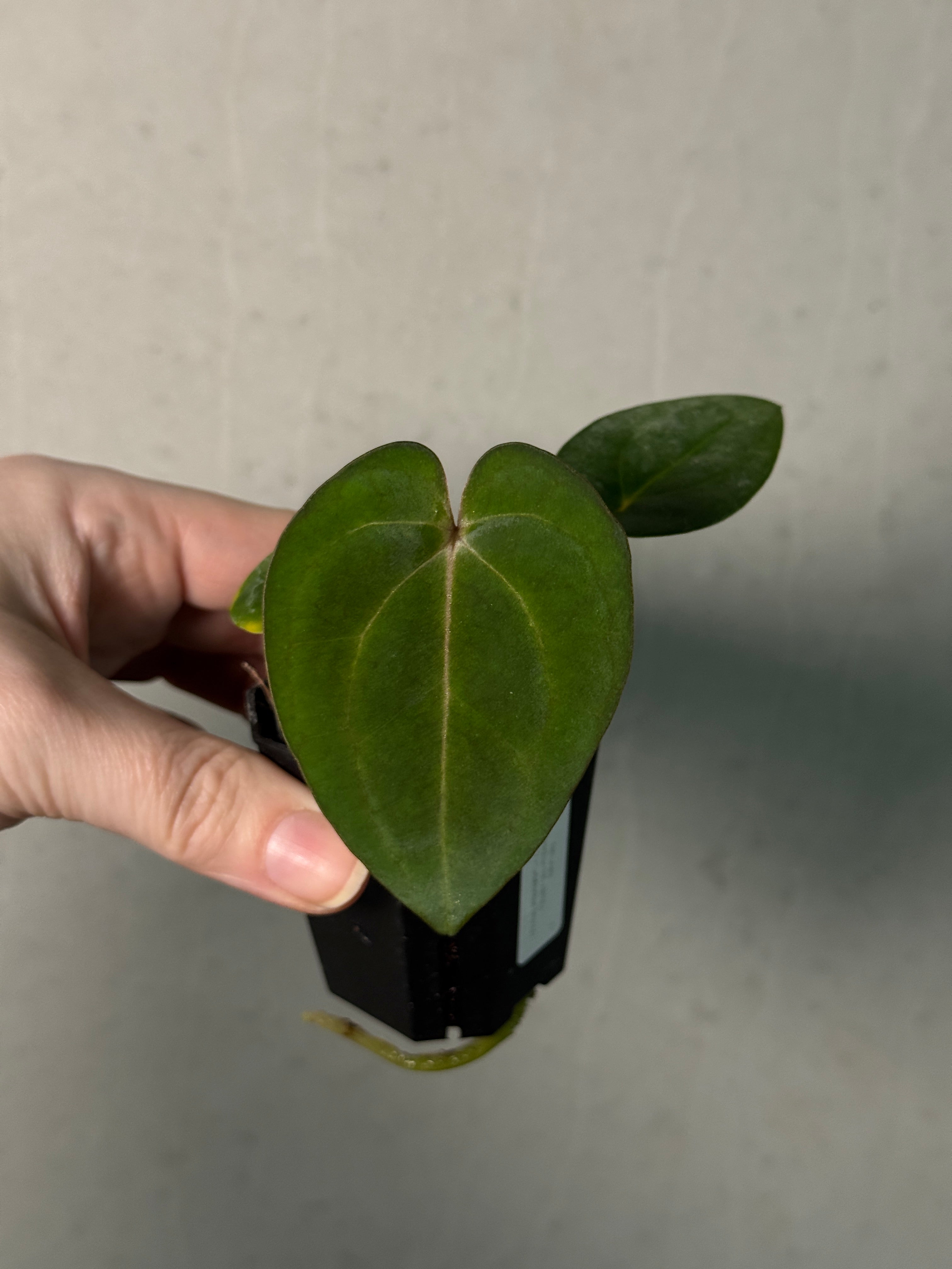 Anthurium Carlablackiae (RA5 x RA10) x (Dressleri RG F2 x Carlablackiae ‘Amanda’) - SMUKHI