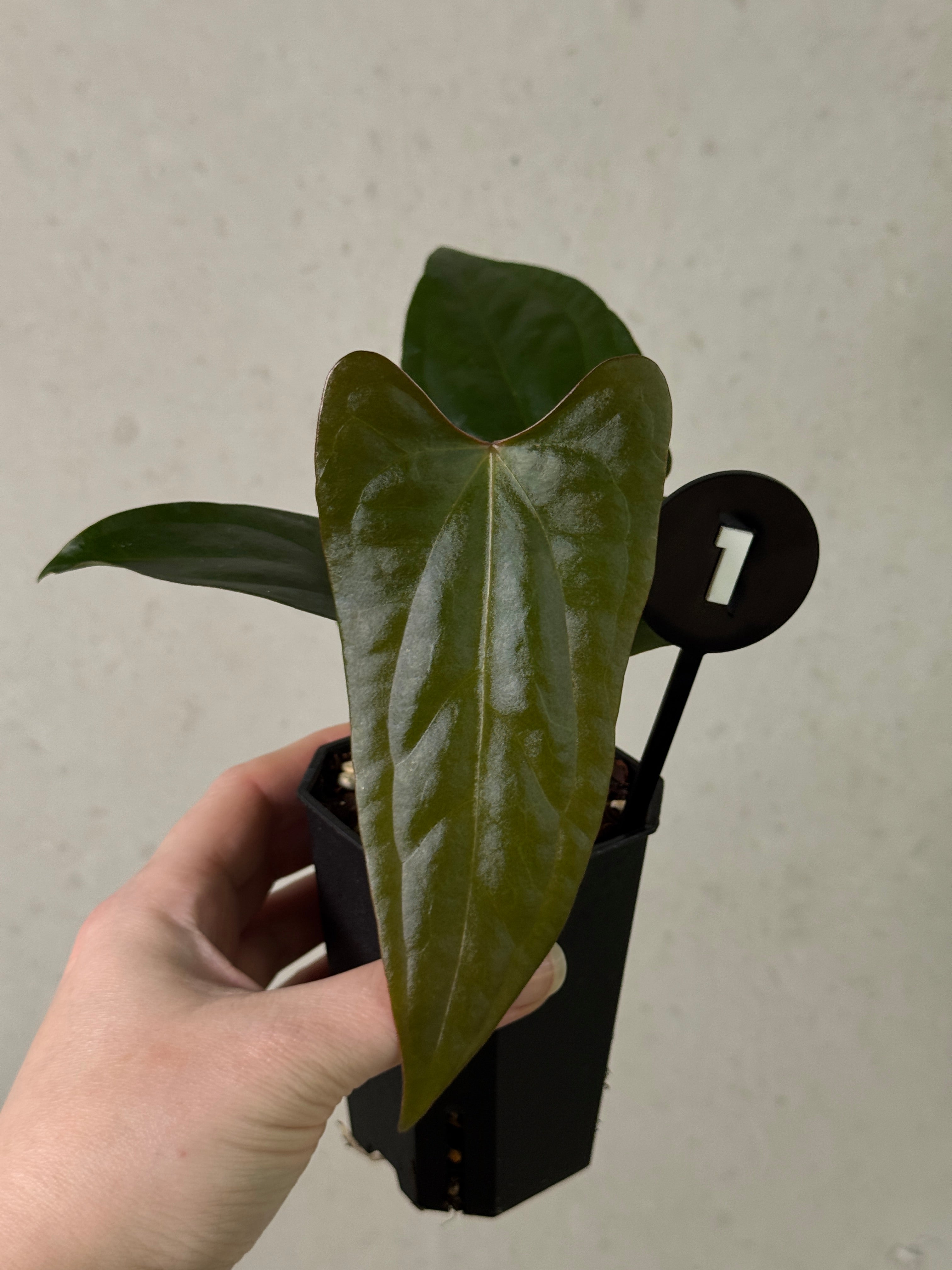 Anthurium (Dark Phoenix x Goliath) x (sp. Napo x Luxurians)