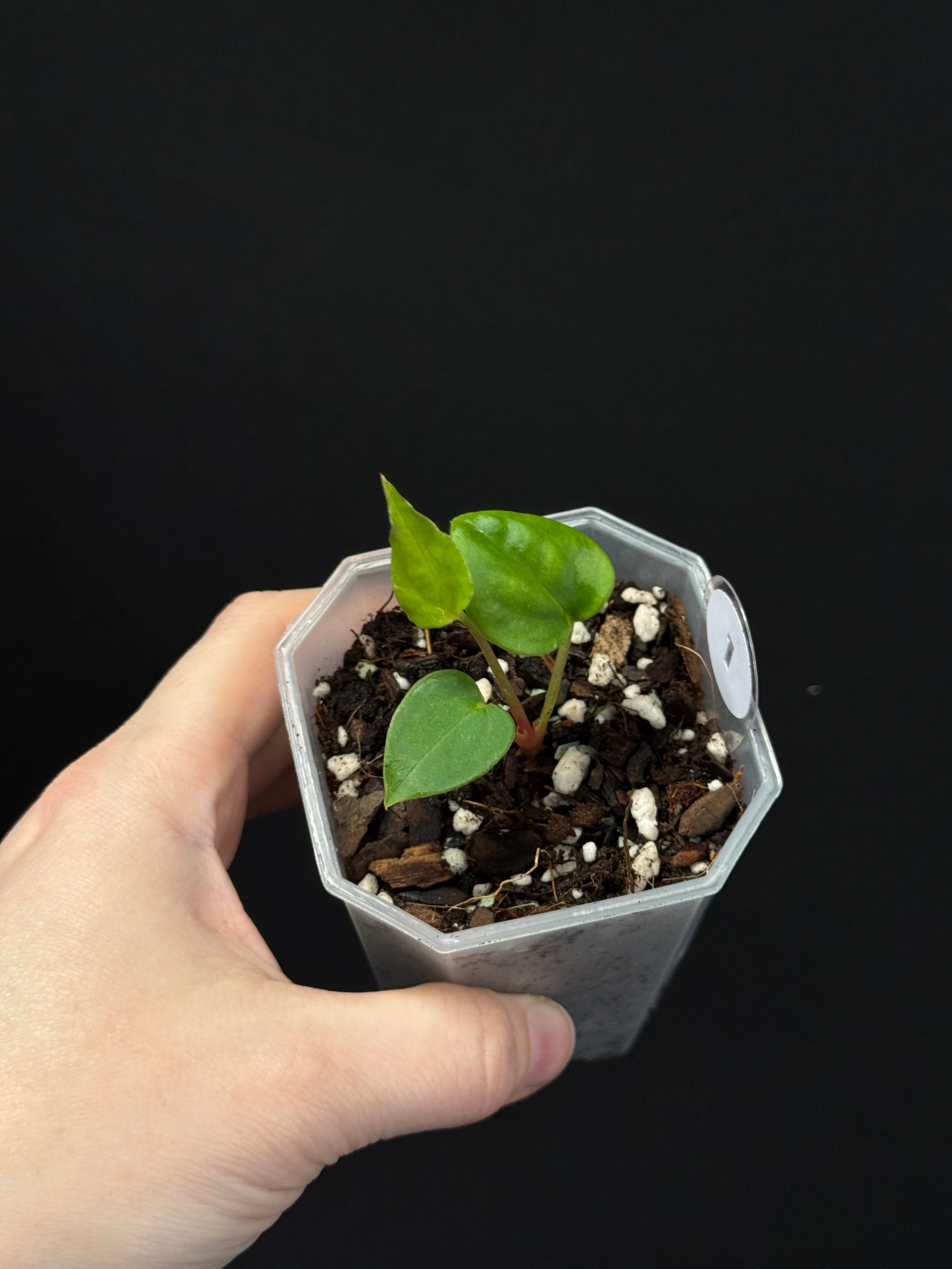 Anthurium (Dark Phoenix x Blue Papillilaminum) x Fort Sherman S1