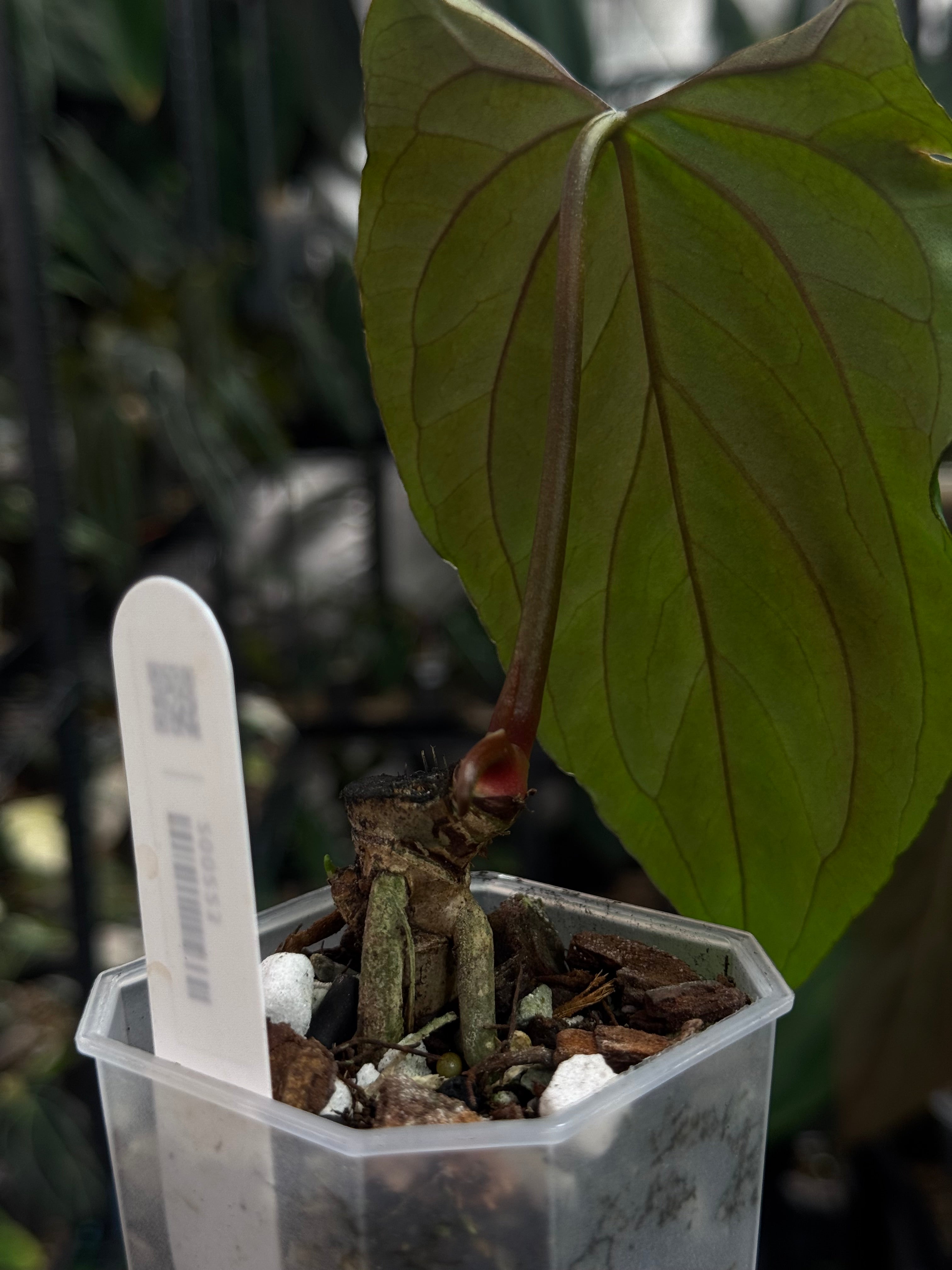 NFS: Anthurium Ralph Lynam x self