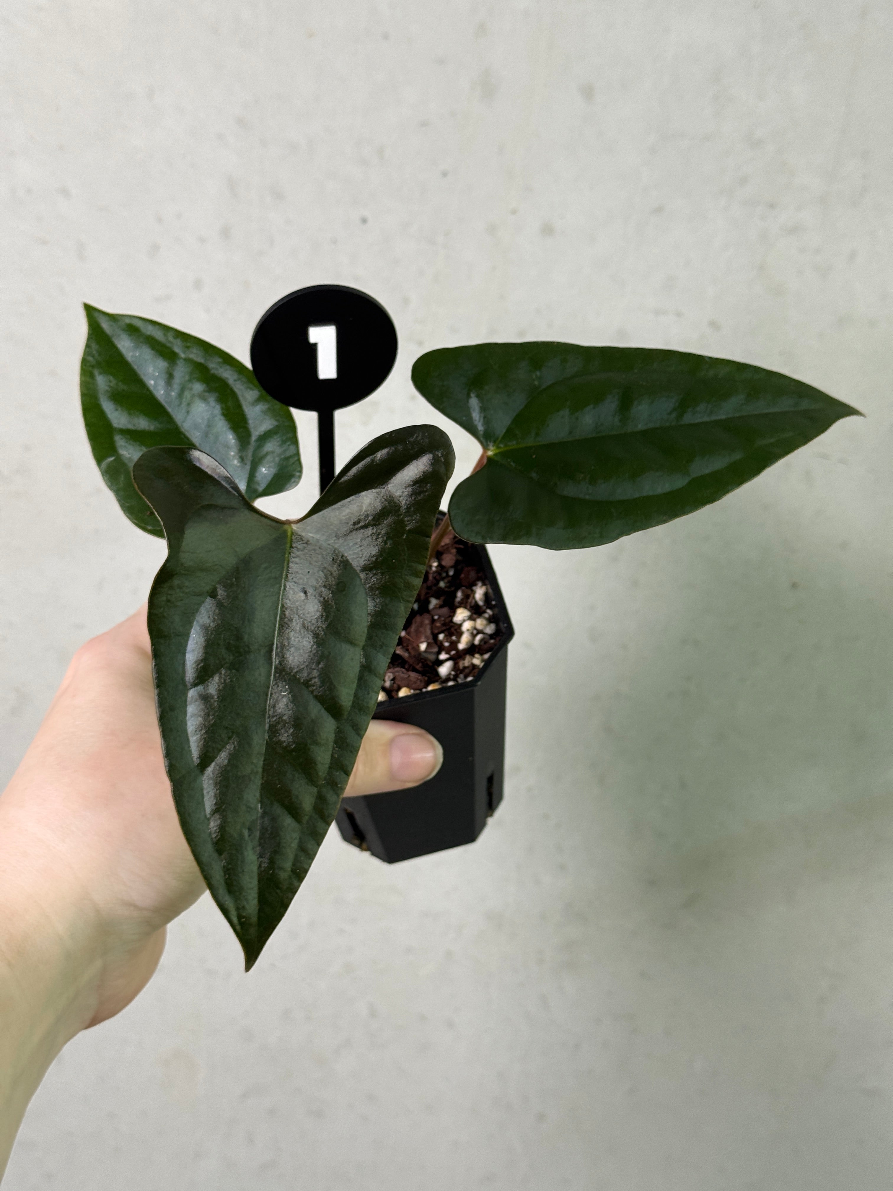 Anthurium plant 'Super Select' by SMUKHI with dark foliage and vibrant spathes, showcasing lush tropical leaves.