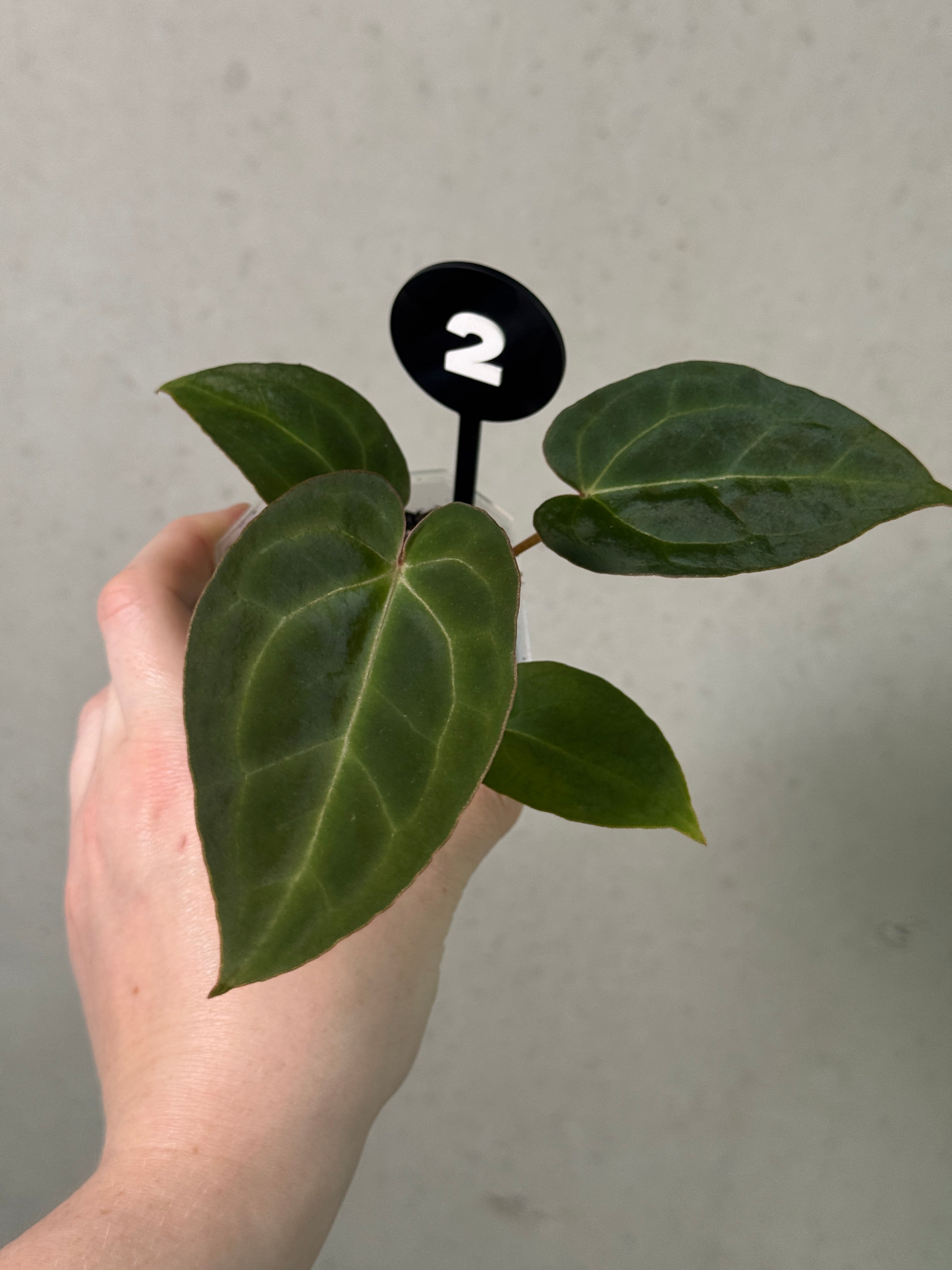 Variegated Stingray Anthurium plant with dark chocolate and red velvet foliage, featuring unique leaf patterns and vibrant colors.