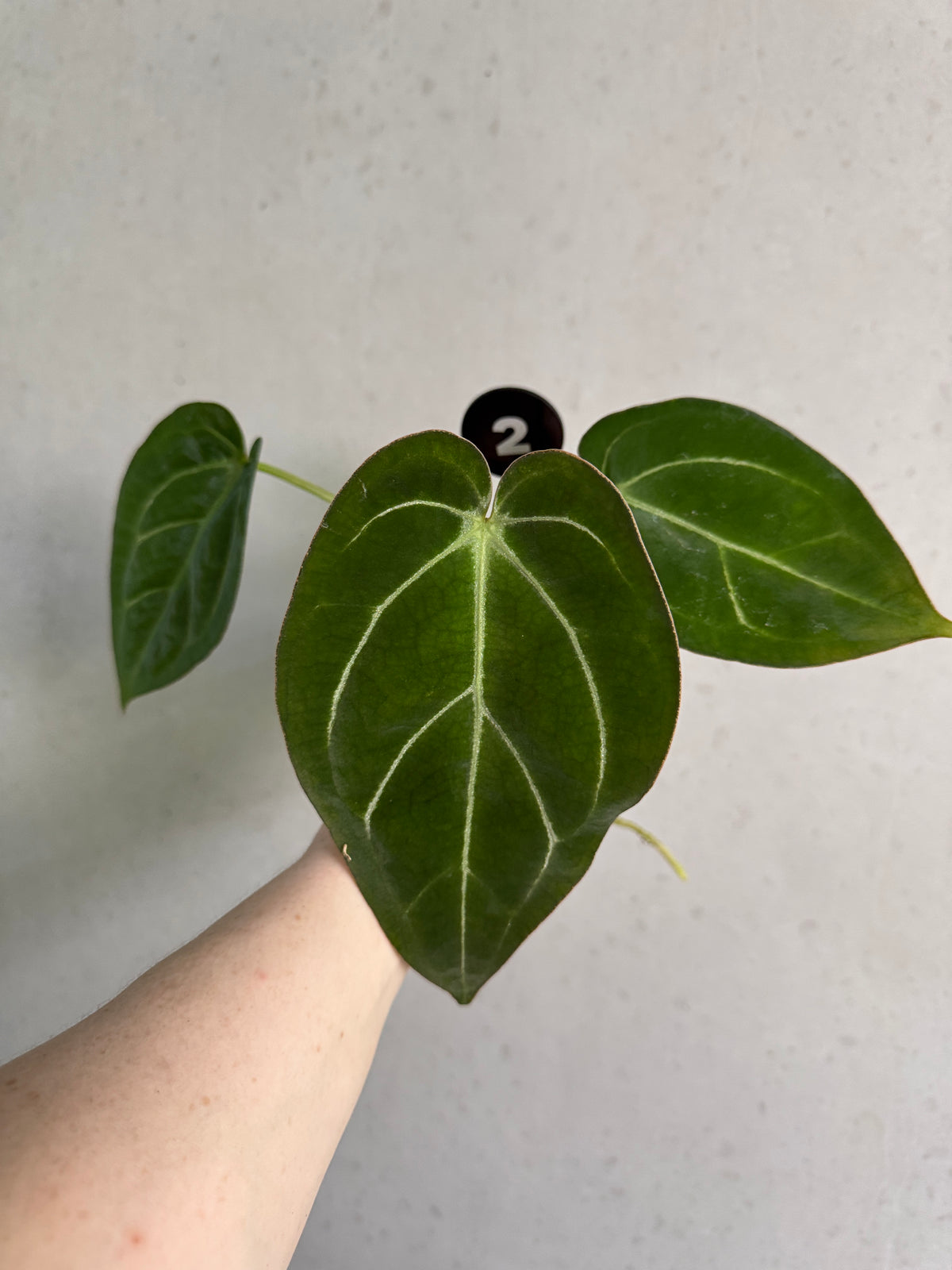 Anthurium NSE Bench Katie and GPH plants by Granthuriums, vibrant tropical green foliage in decorative pots.