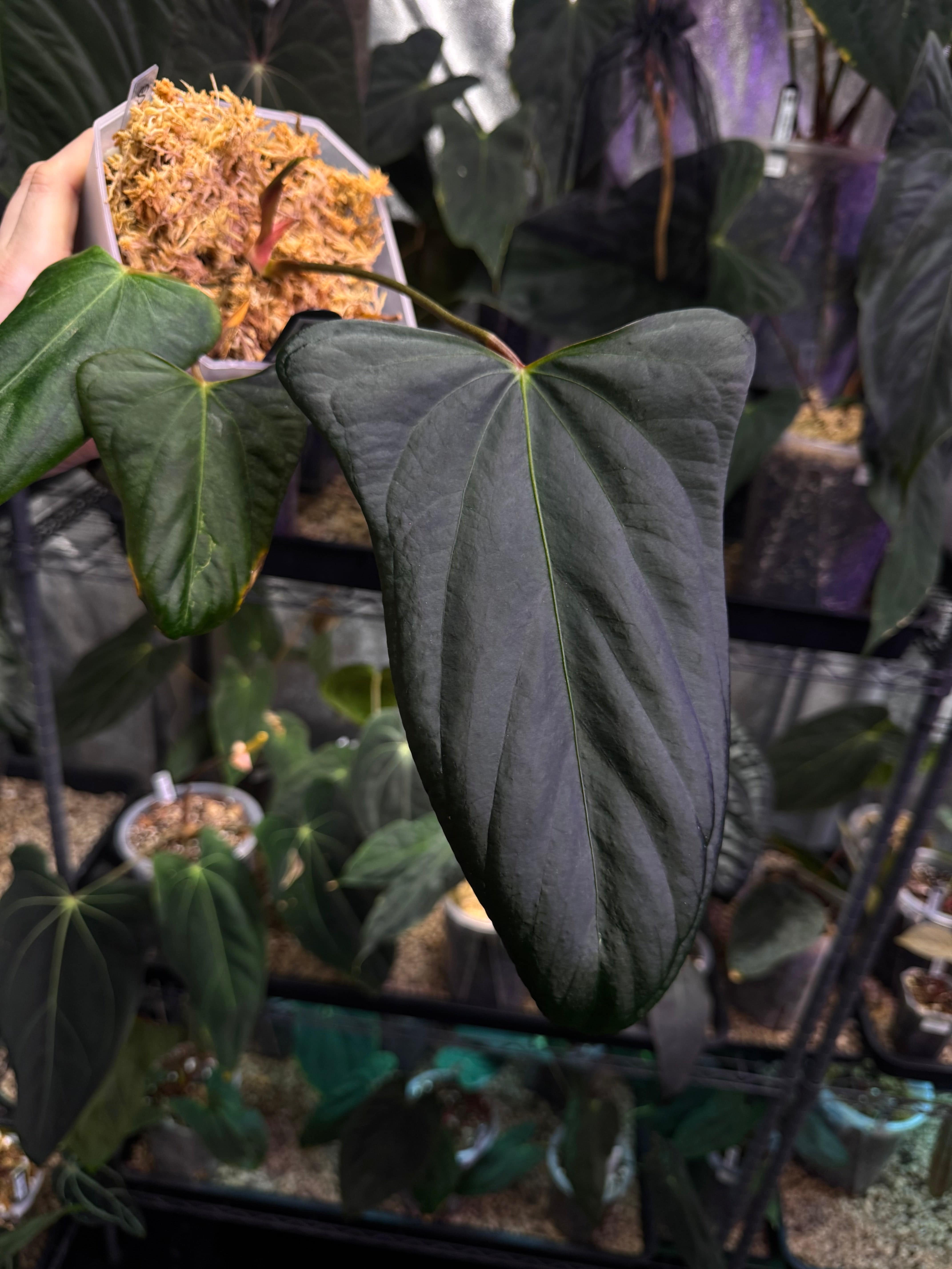 Anthurium Mr. Worldwide - Cutting - SMUKHI