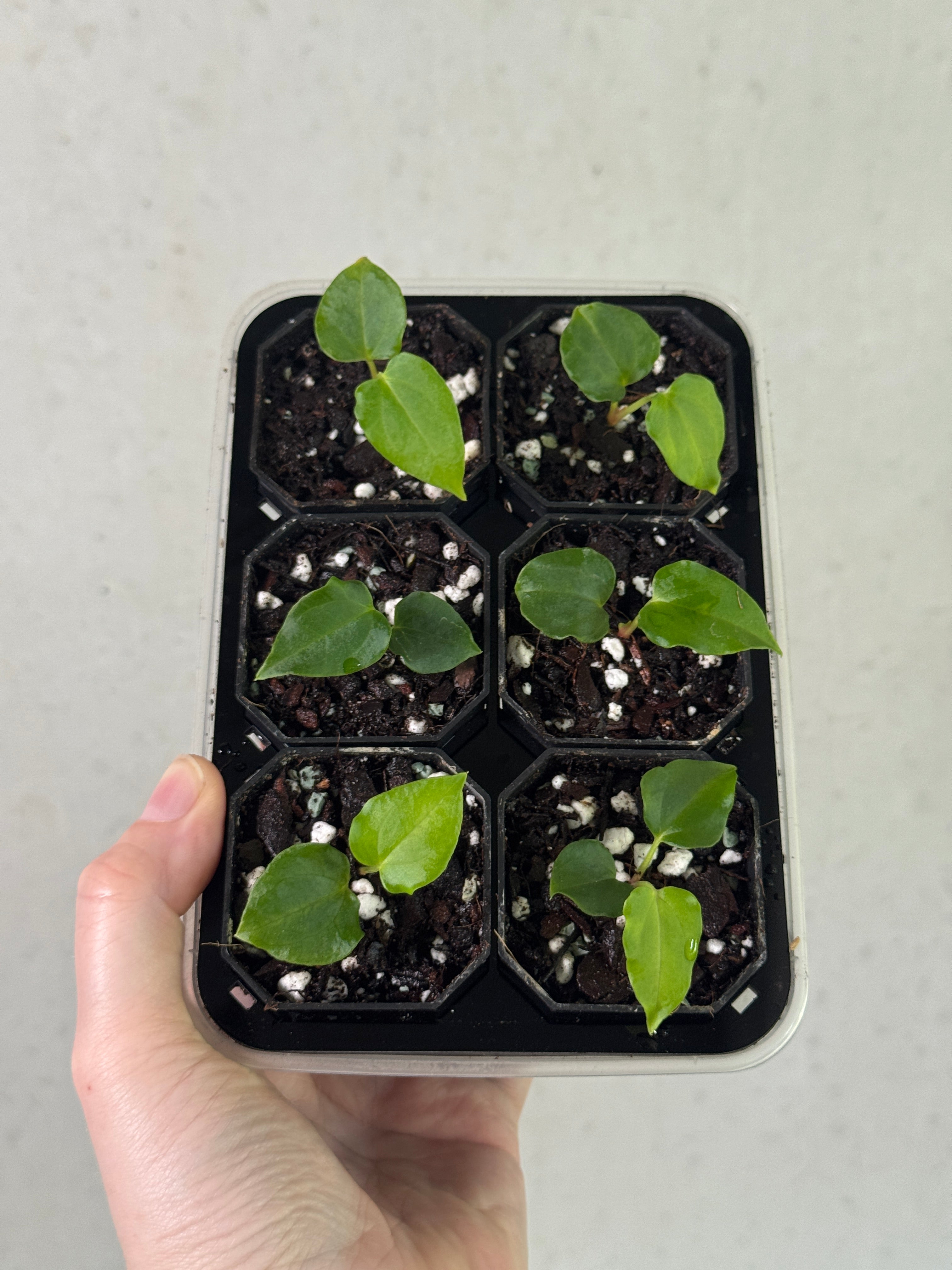Anthurium Ralph Lynam clone plant from SMUKHI with glossy green leaves and vibrant red flowering spathes.