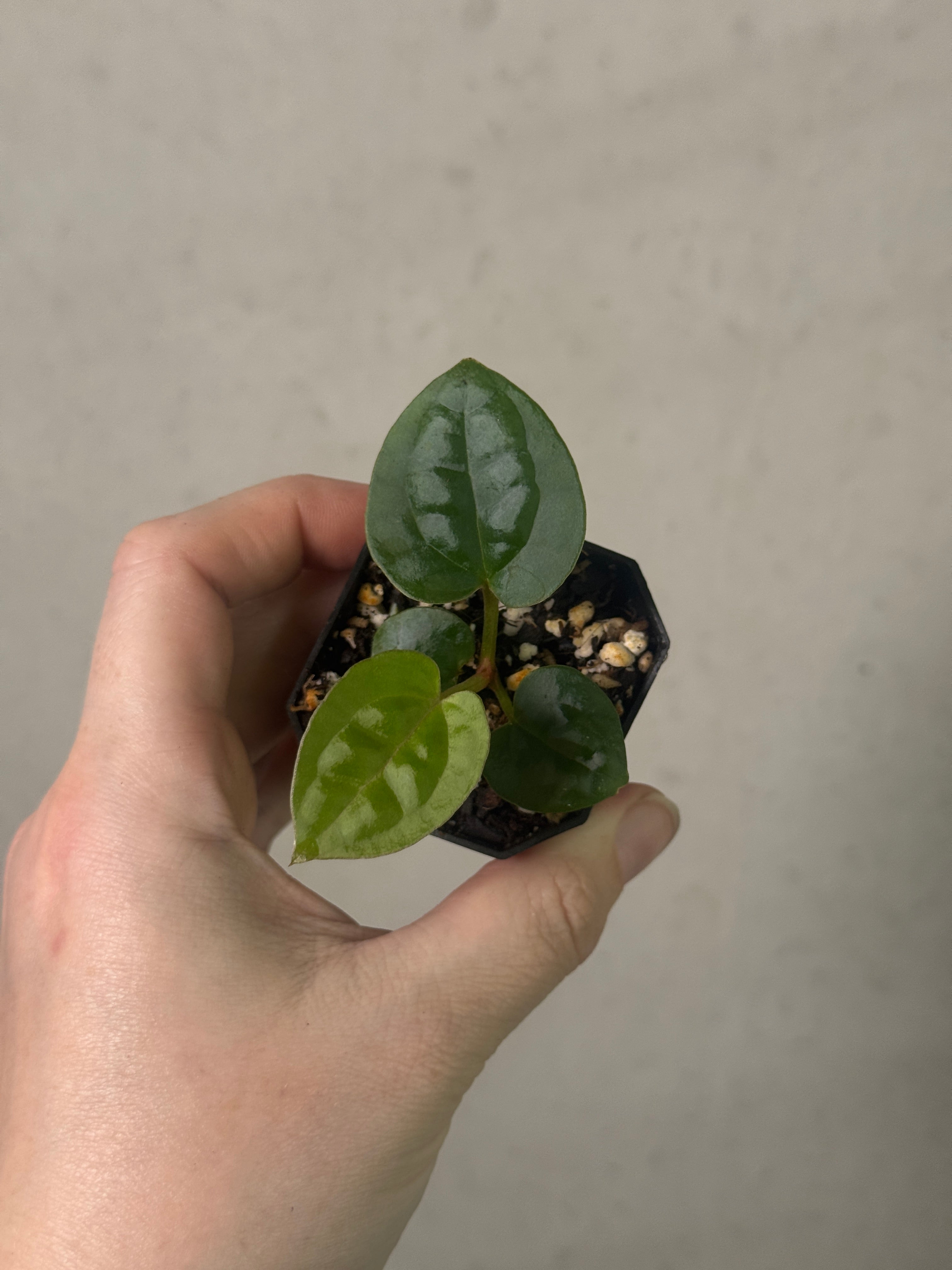 Anthurium (Zara x Michelle) x Luxurians plant with vibrant green leaves, displayed in a decorative pot, by Crystallinum & Co.