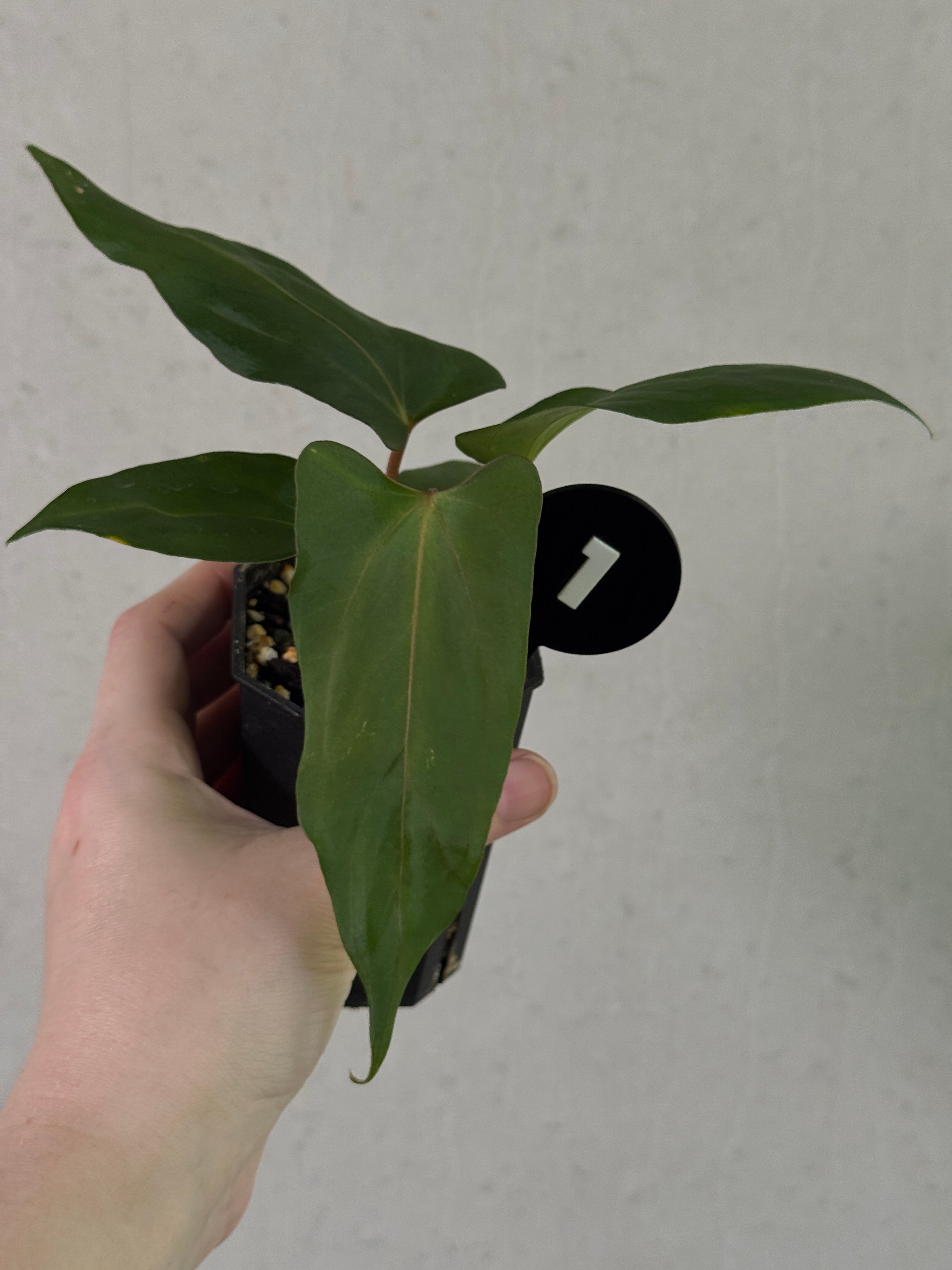 Anthurium plant with glossy green leaves and vibrant red flowers, labeled as SMUKHI Anthurium (Papillilaminum 'Marie' x 'IL') x Indo Portillae.