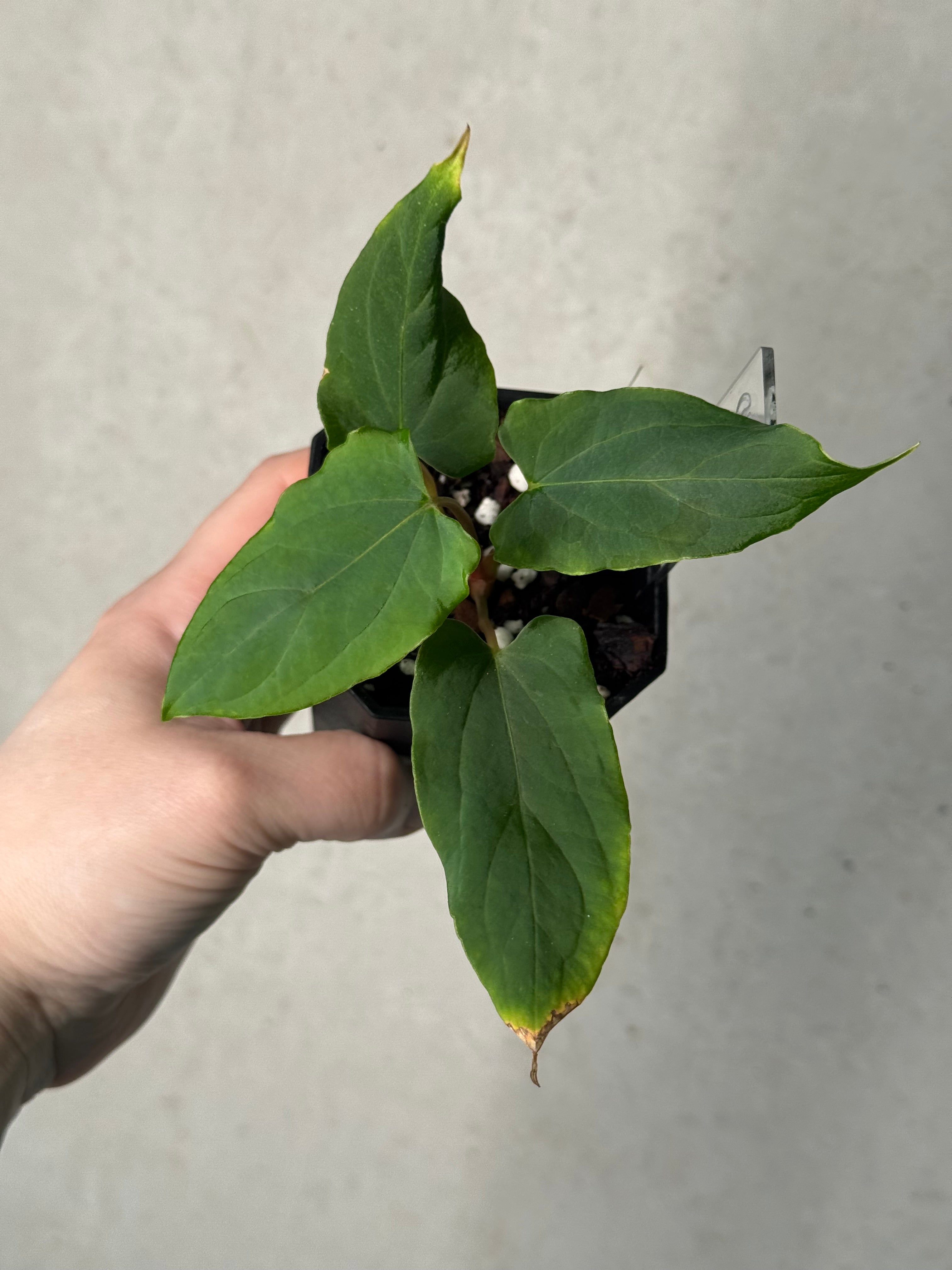 Anthurium Ralph Lynam x self