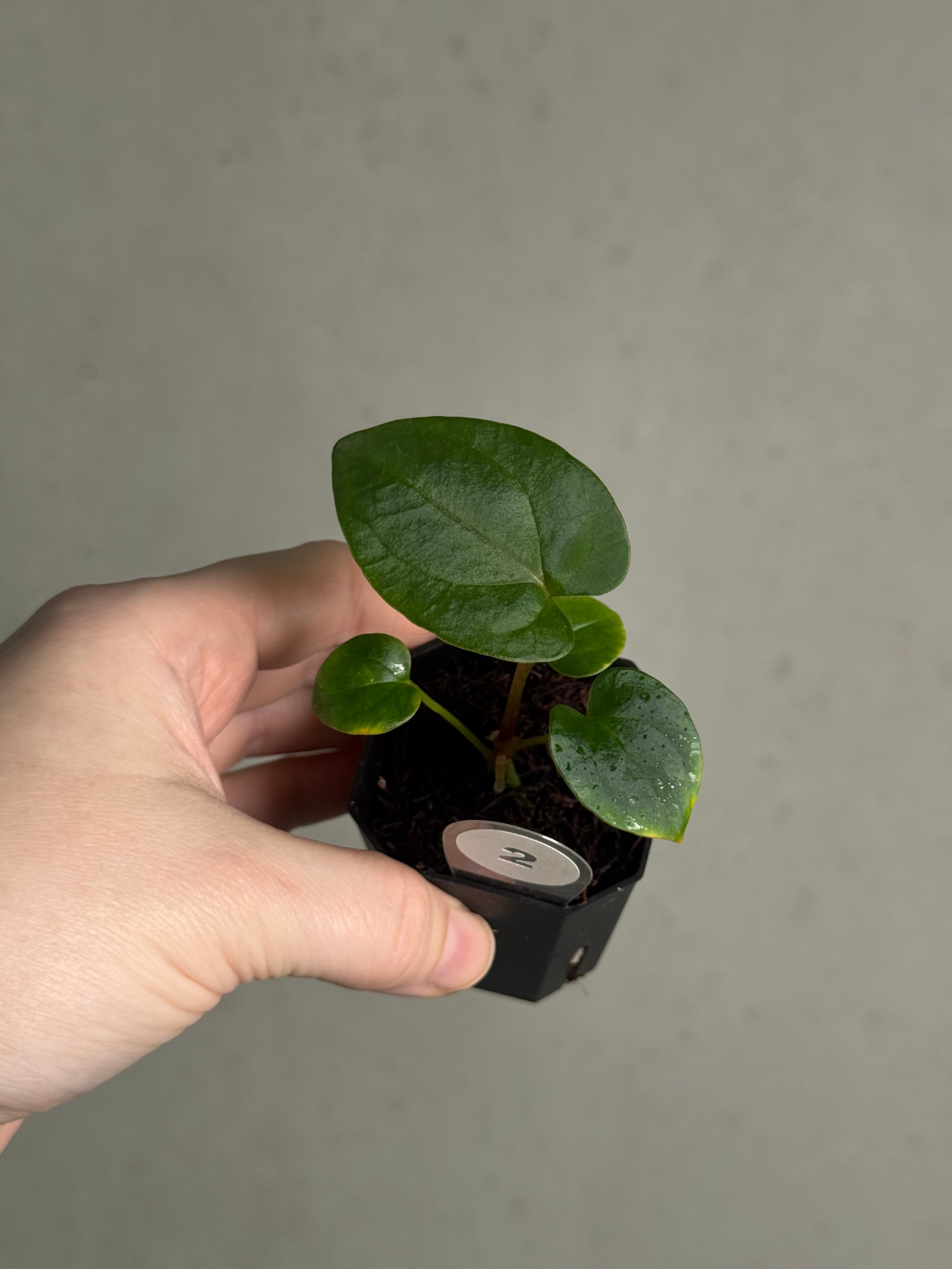 Anthurium Dressleri NSE 'Obsidian' x (Black x F2) - SMUKHI