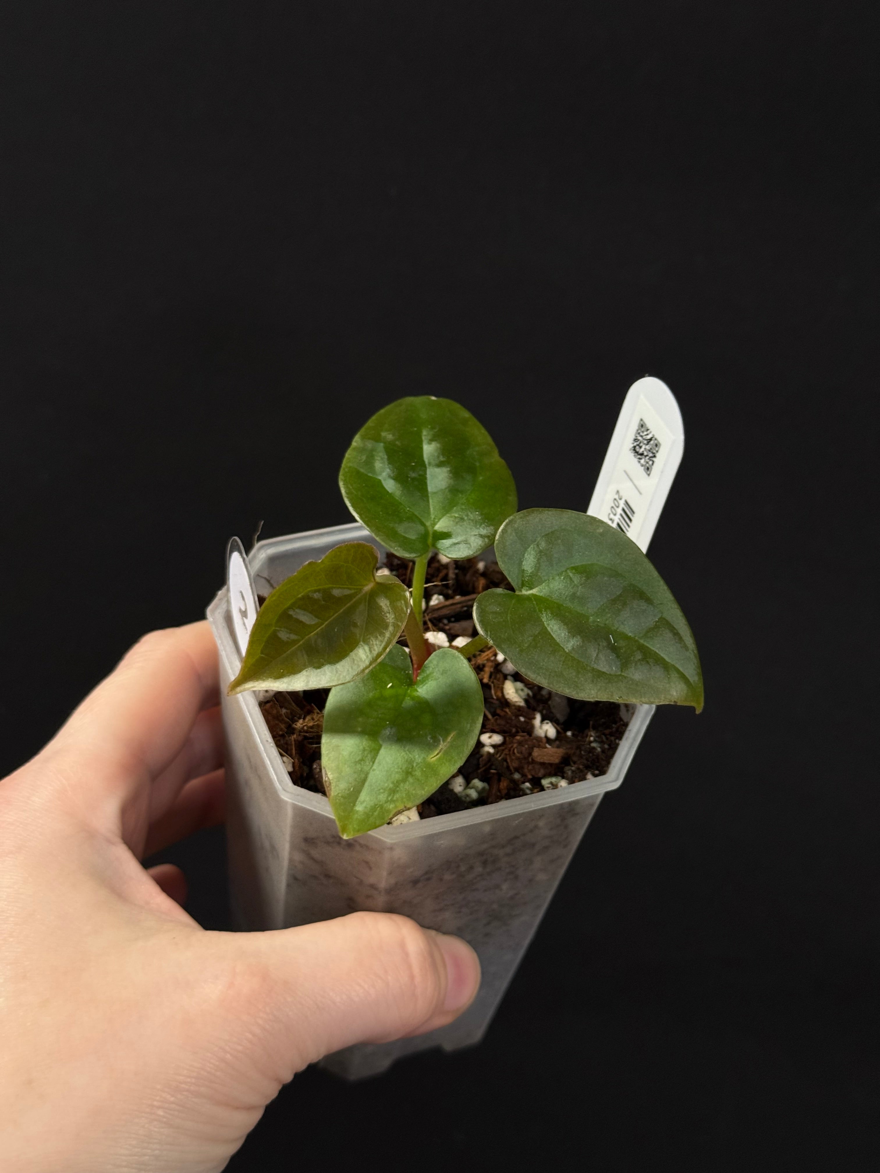 Anthurium Forgetii x Luxurians